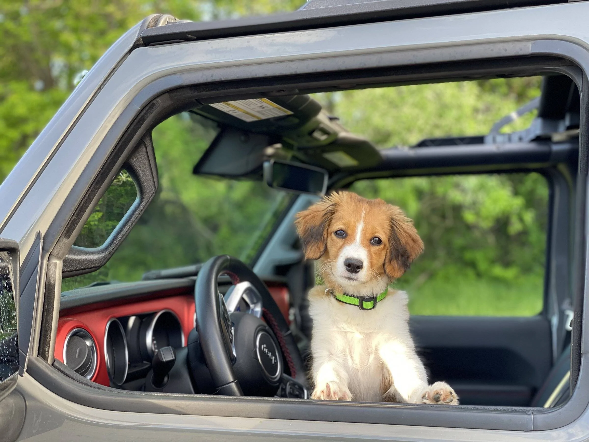 Jeep Wrangler JL Jeep Dog pics IMG_3124