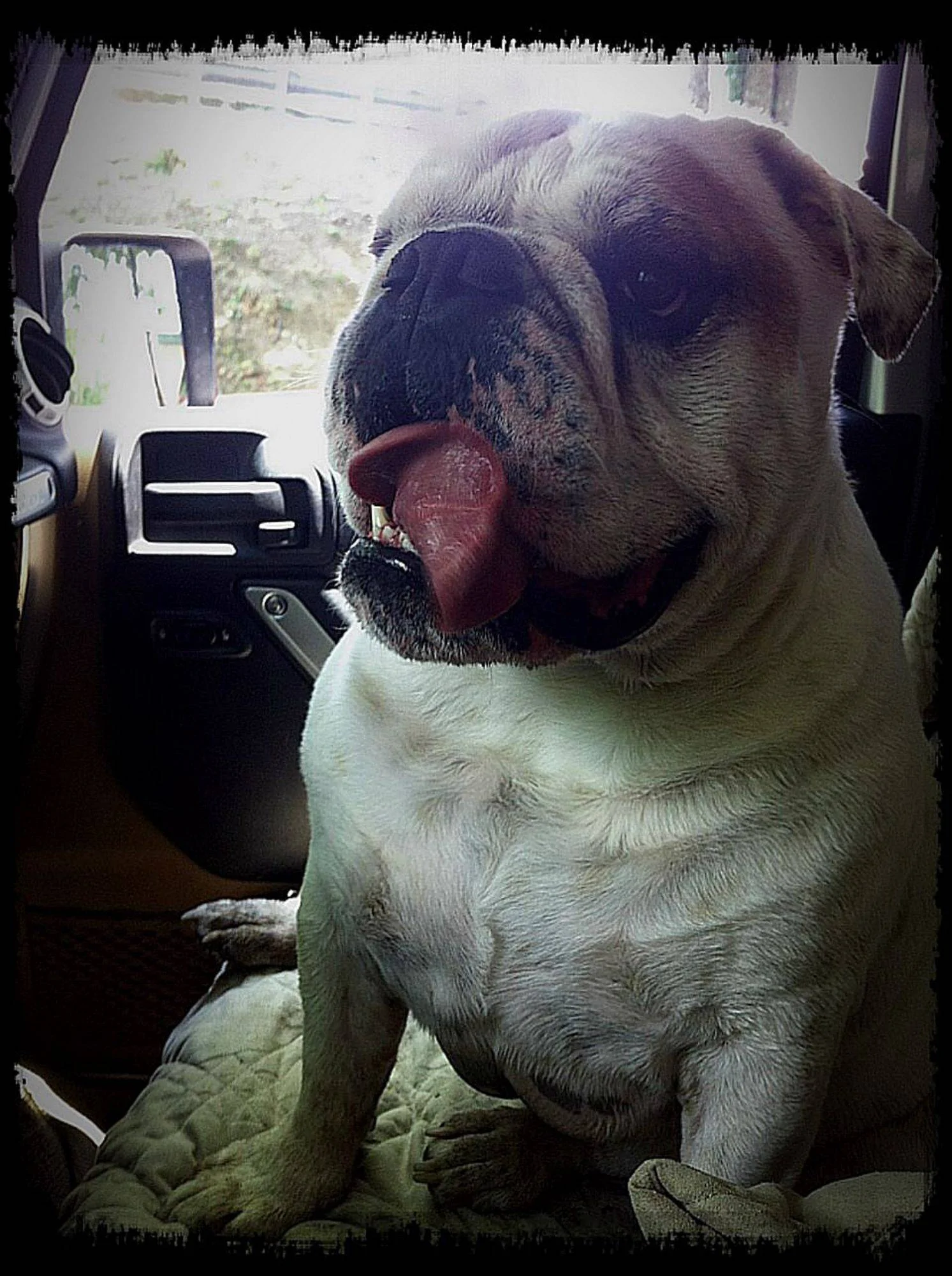 Jeep Wrangler JL Jeep Dog pics 3682F69D-617B-46C9-93D5-29D7596BA4C7