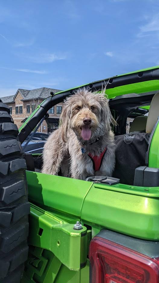 Jeep Wrangler JL Jeep Dog pics Mojo Jee