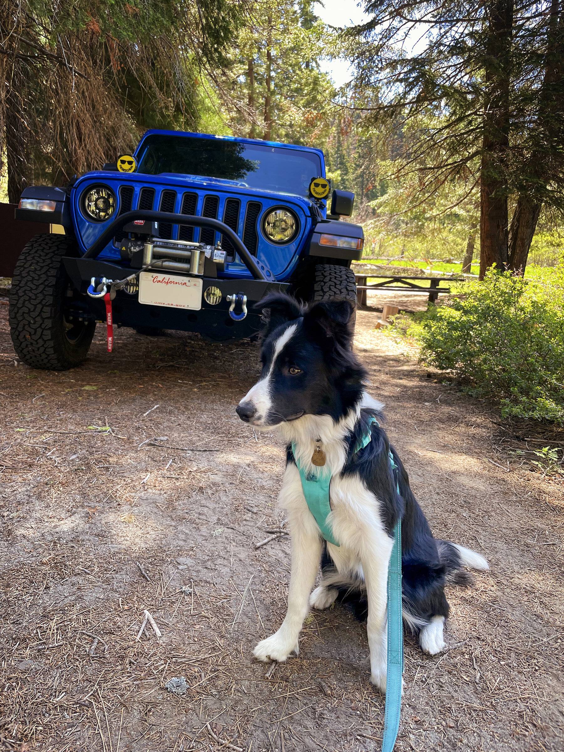 Jeep Wrangler JL Jeep Dog pics IMG_9722b_sm