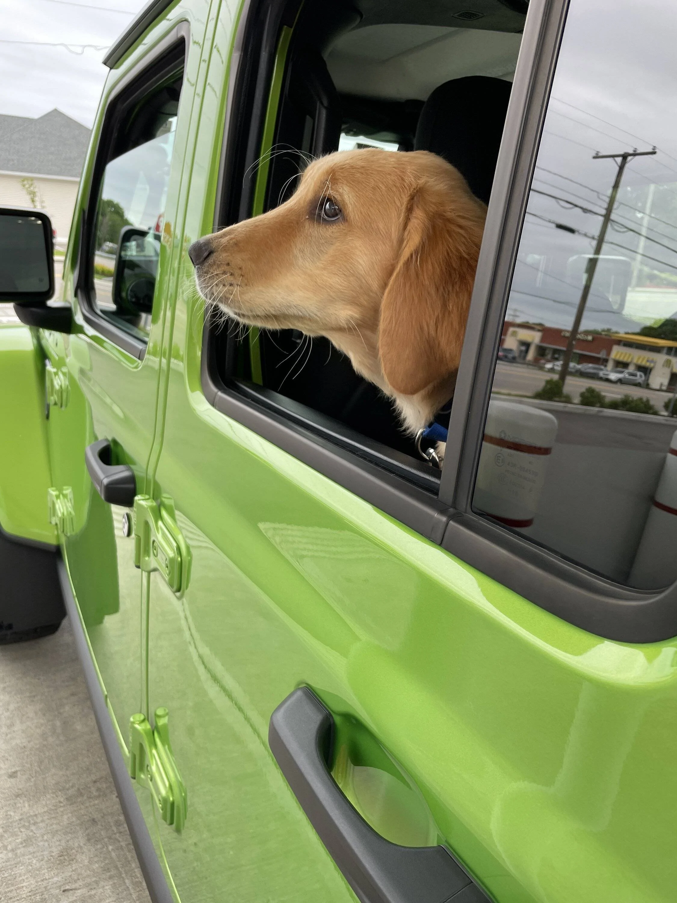 Jeep Wrangler JL Jeep Dog pics 4DC0FB4E-7834-4448-B108-A6CD588AE6EB