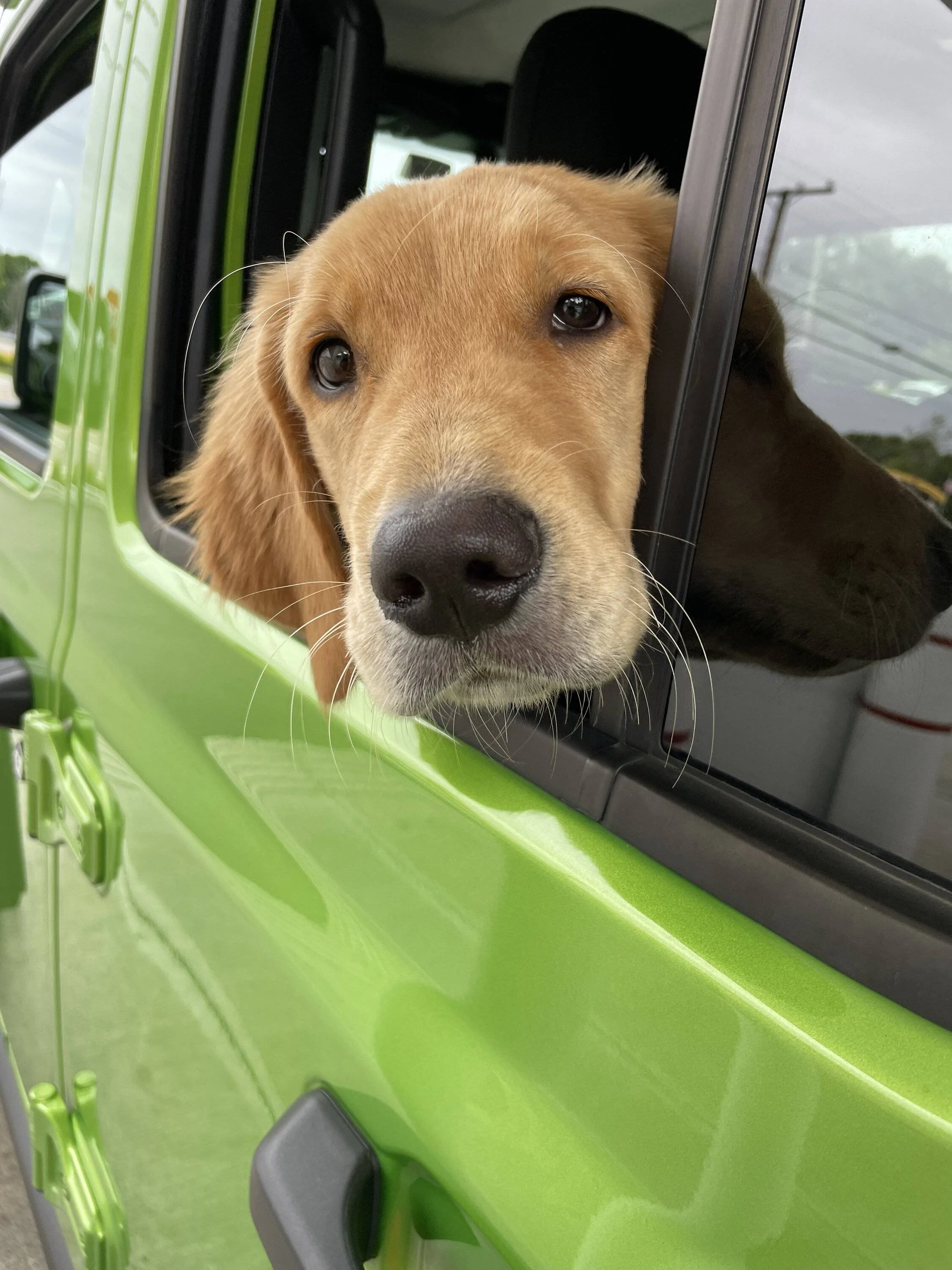 Jeep Wrangler JL Jeep Dog pics 771BEAAF-D1FD-4A8A-B434-EBB23ECC2FEC
