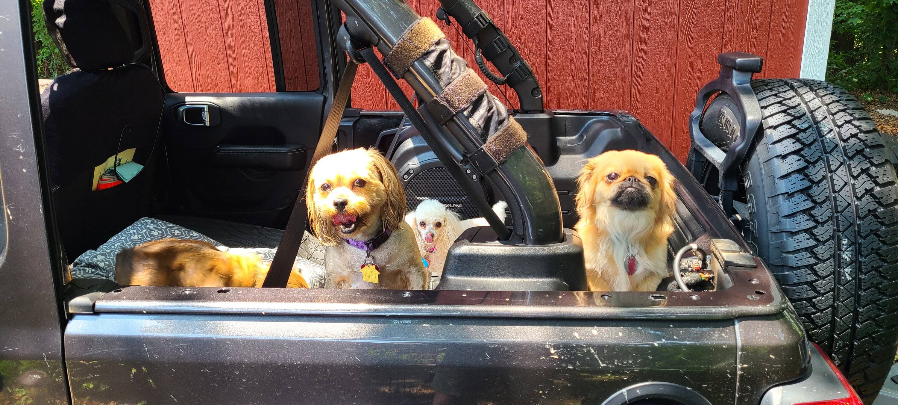 Jeep Wrangler JL Jeep Dog pics 20210705_133645