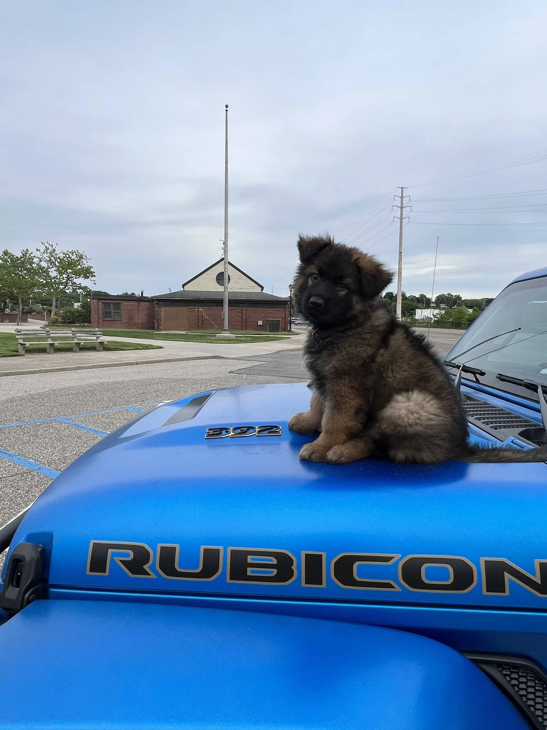 Jeep Wrangler JL Jeep Dog pics IMG_7614