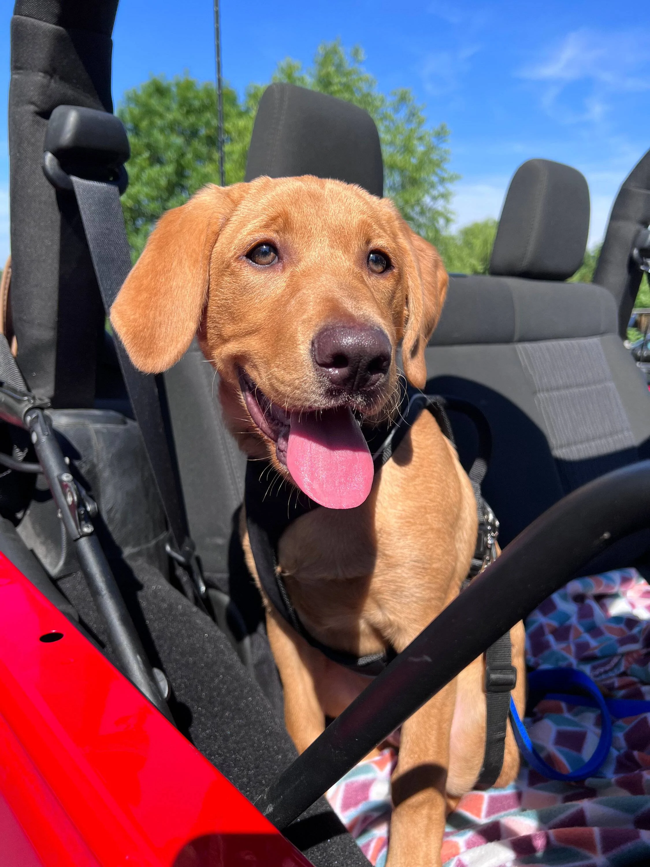 Jeep Wrangler JL Jeep Dog pics IMG_1347