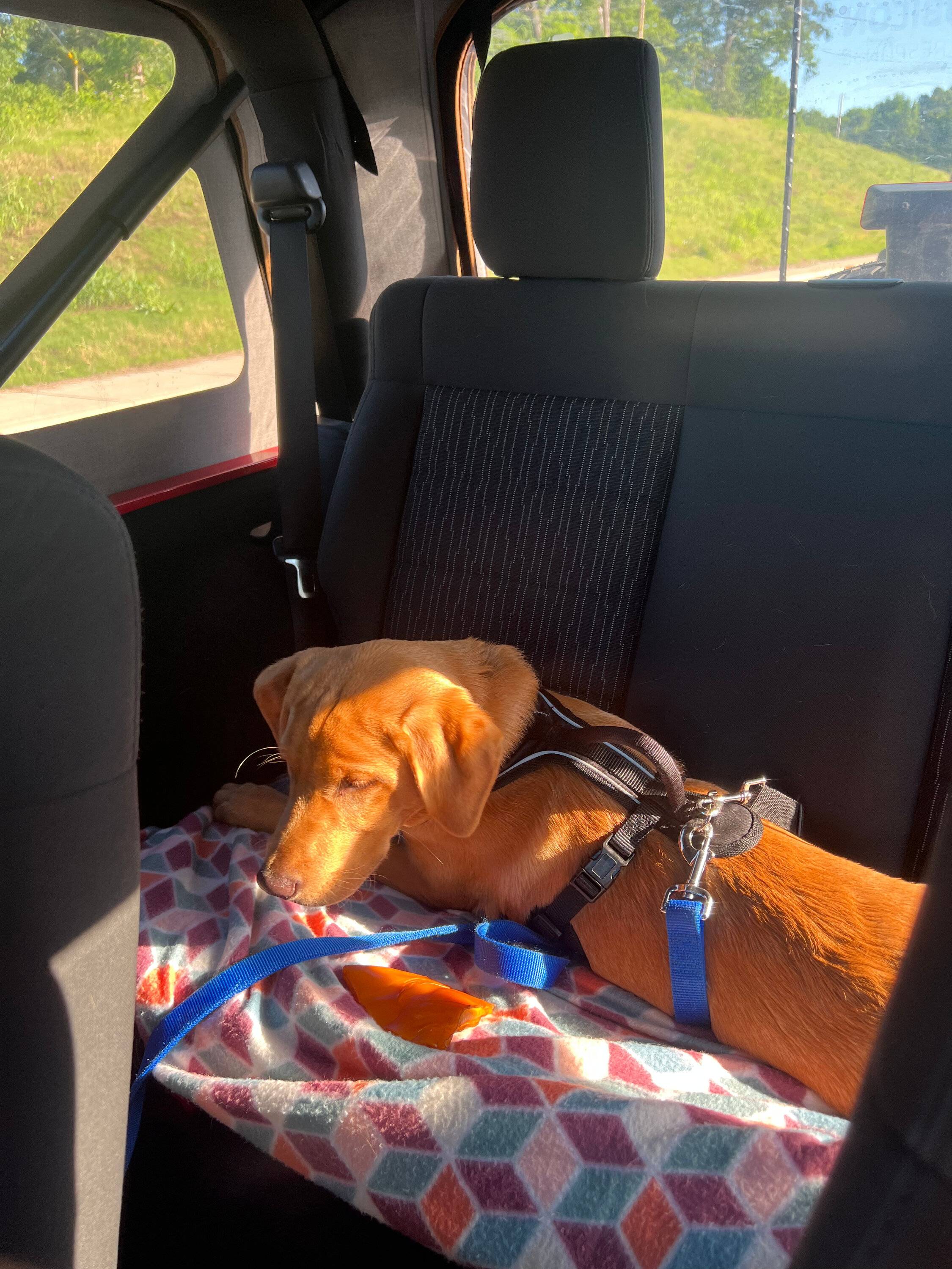Jeep Wrangler JL Jeep Dog pics IMG_1321