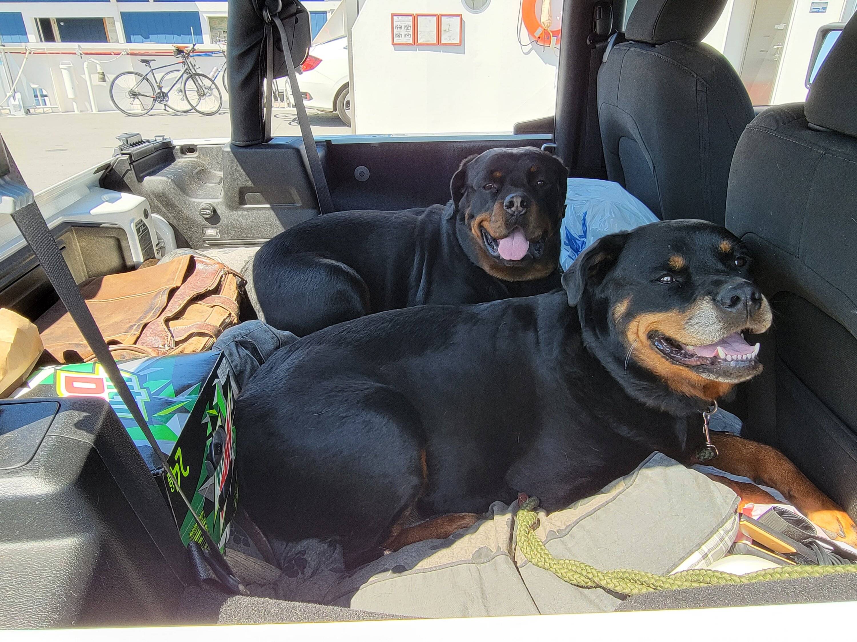 Jeep Wrangler JL Jeep Dog pics 20220605_150048