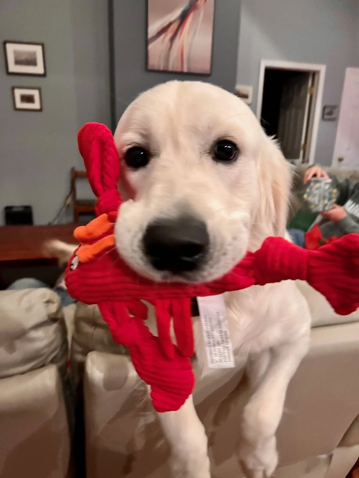 Jeep Wrangler JL Jeep Dog pics Chirstmas