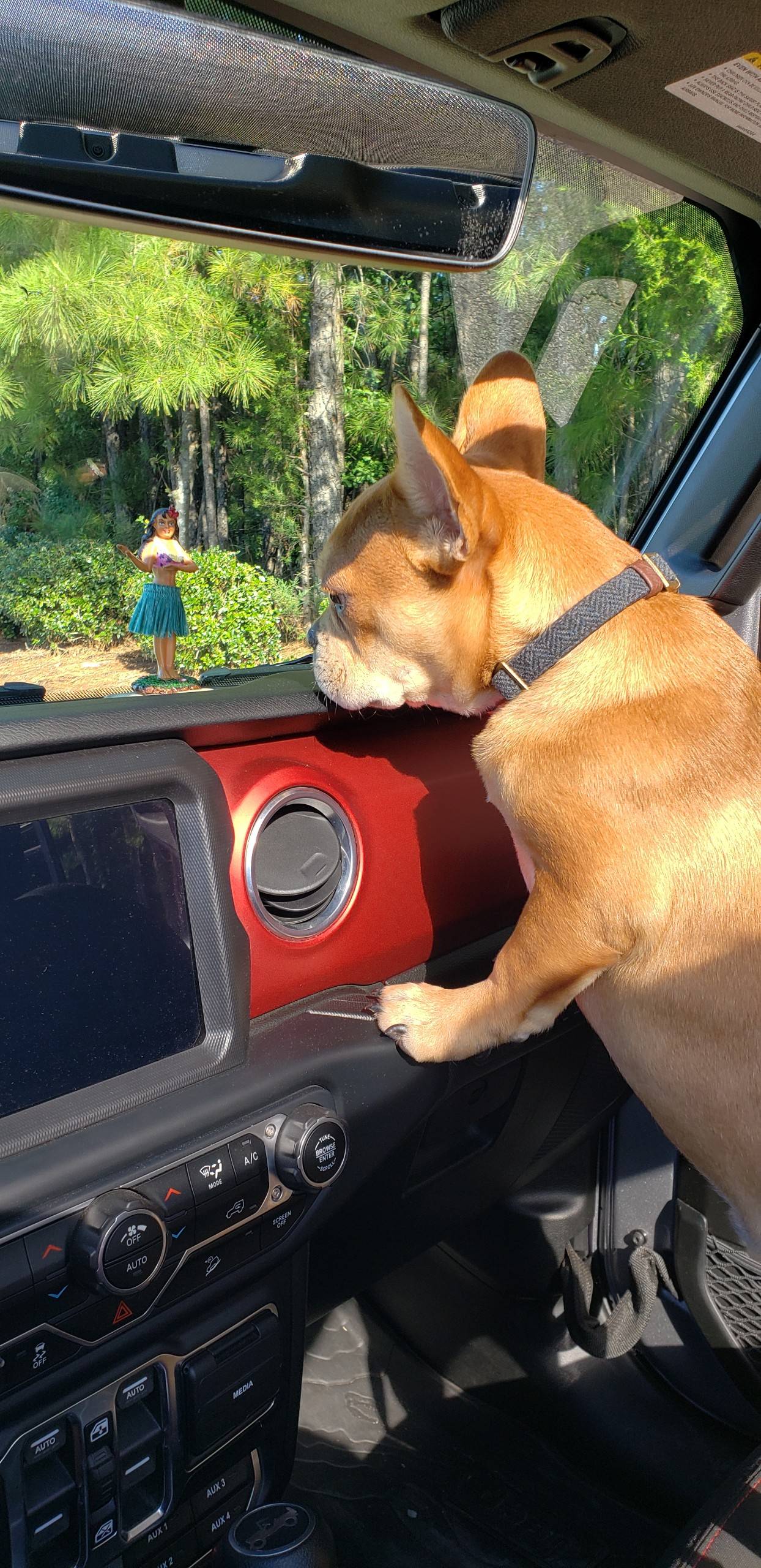 Jeep Wrangler JL Jeep Dog pics hank2