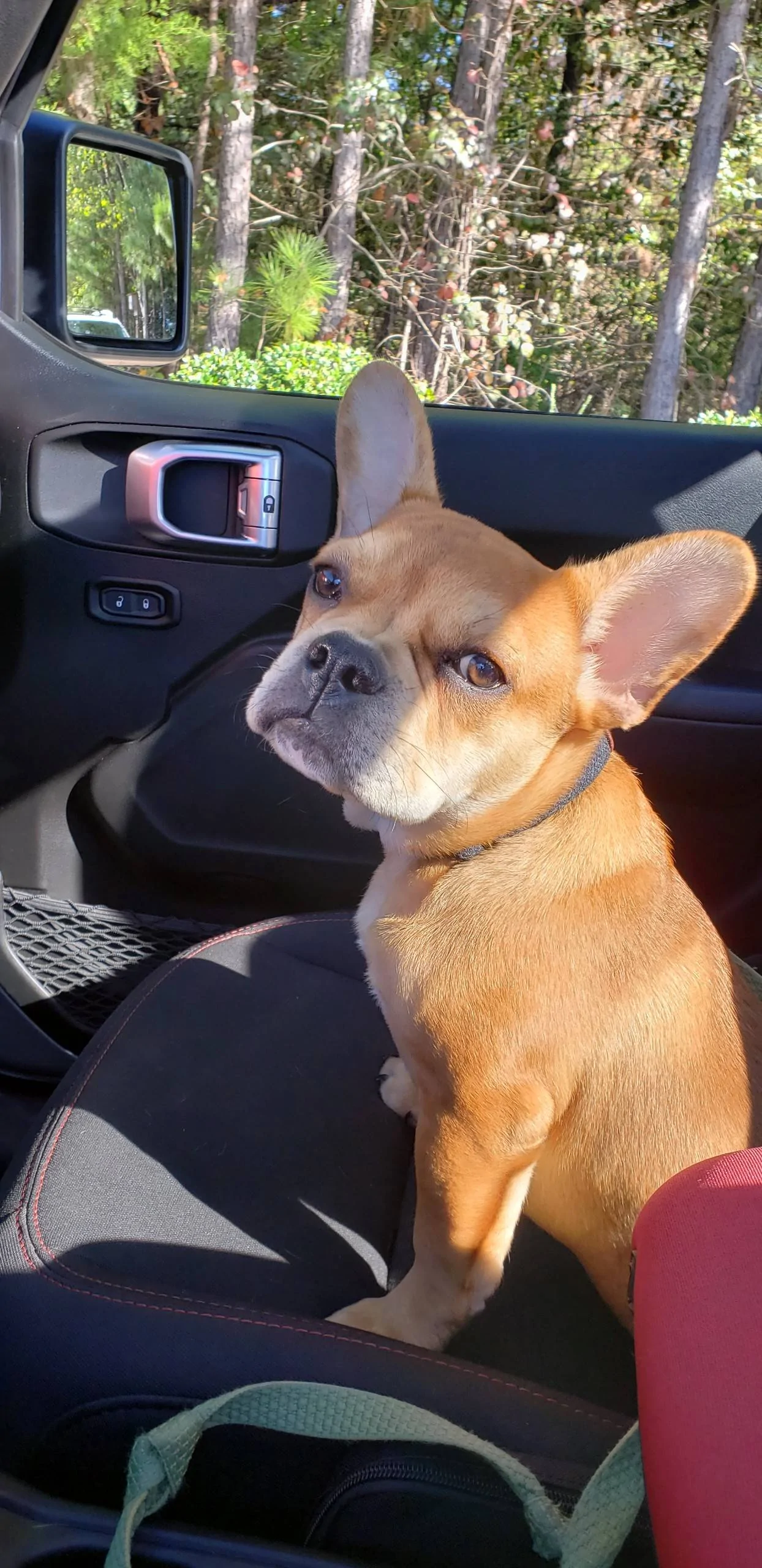 Jeep Wrangler JL Jeep Dog pics hank1