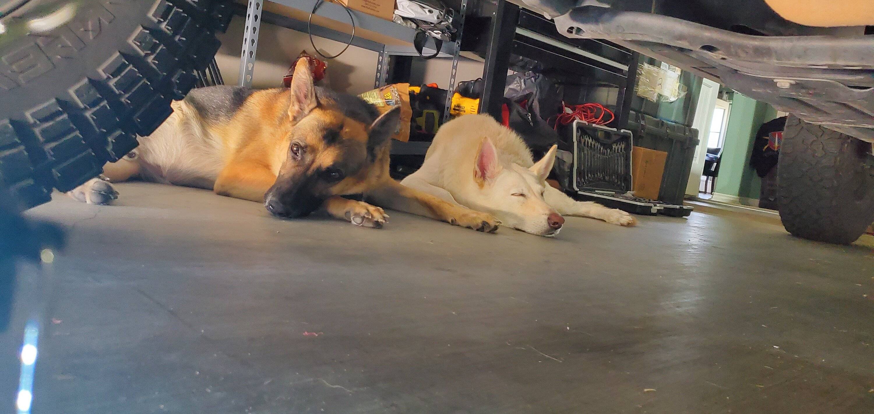 Jeep Wrangler JL Jeep Dog pics 20220402_104907