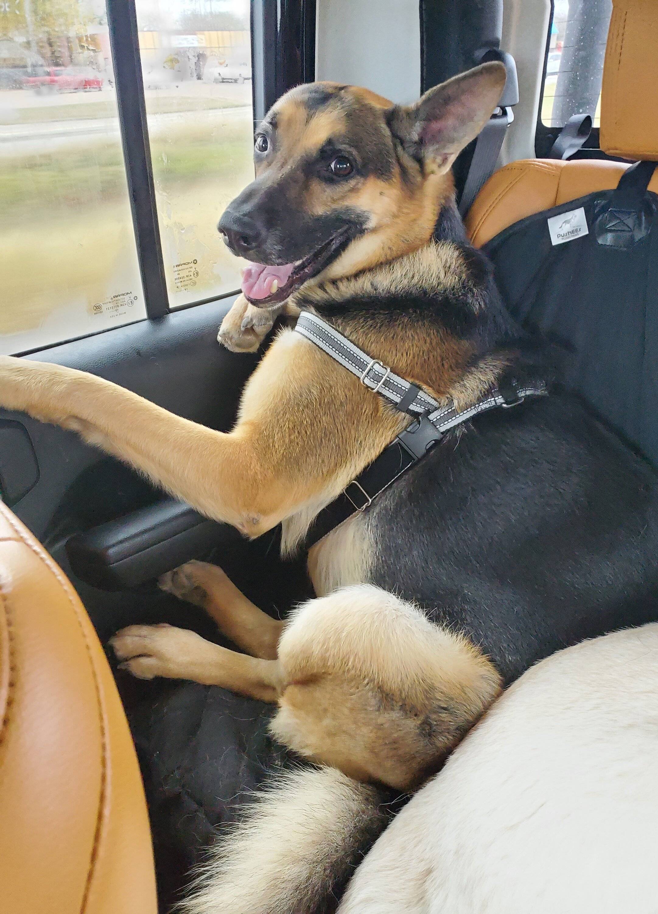 Jeep Wrangler JL Jeep Dog pics 20201129_111159