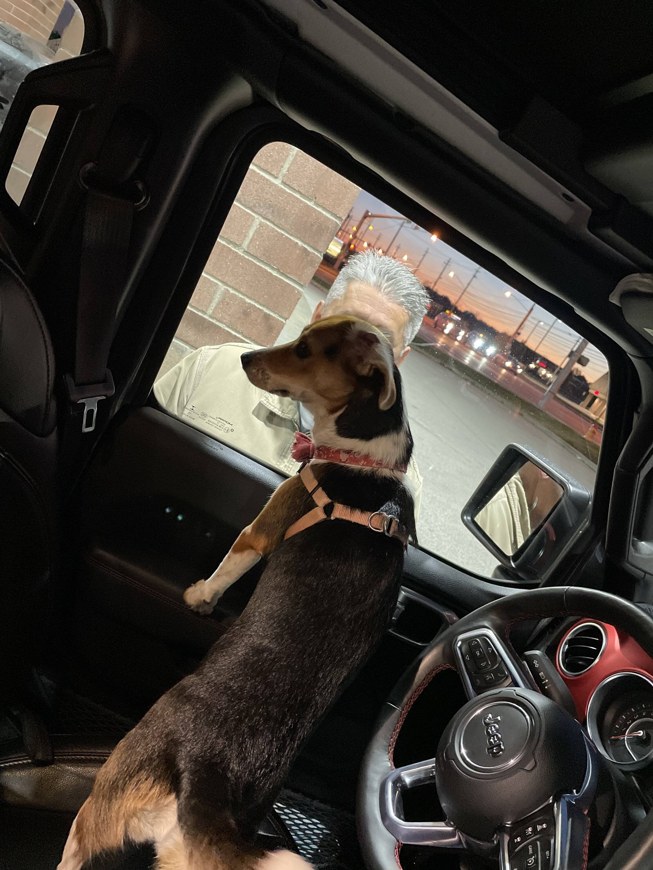 Jeep Wrangler JL Jeep Dog pics 7E7472BC-A68E-4607-947F-C4DD0D49F568