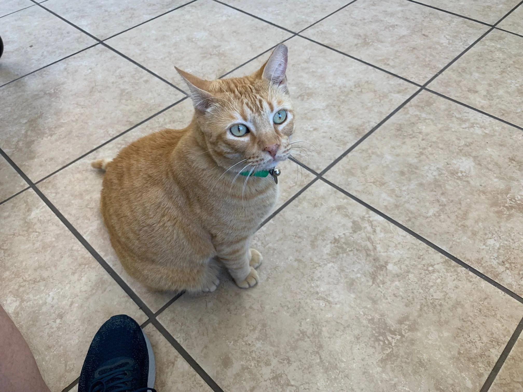 Jeep Wrangler JL Thor's First Oil Change First cat