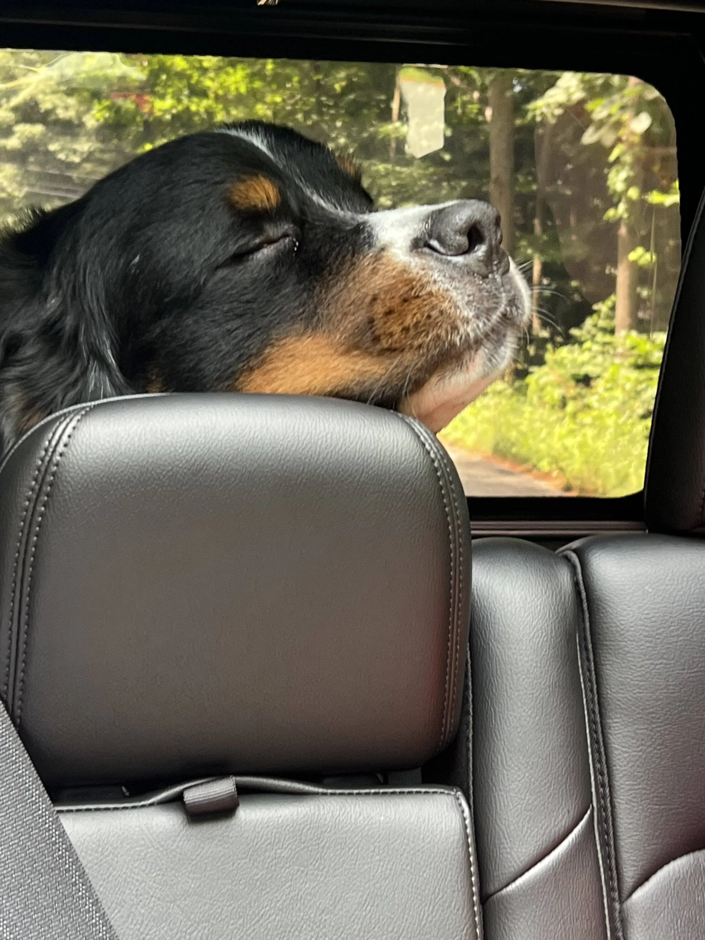 Jeep Wrangler JL Jeep Dog pics 318DB4DD-D5B0-4DF8-BAF4-8AE0F8840D72