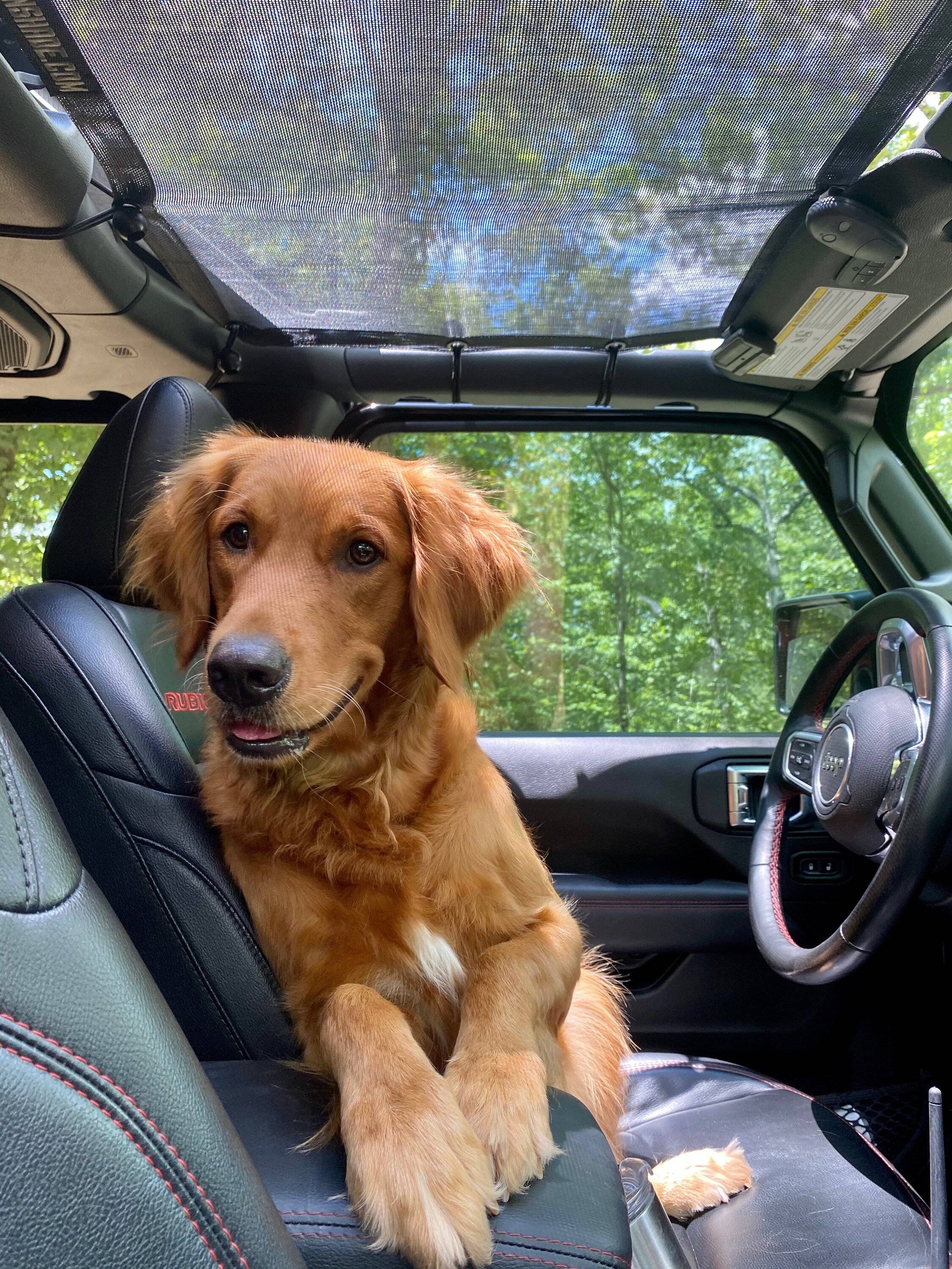 Jeep Wrangler JL Jeep Dog pics A3CD5DCF-6993-4983-9CD7-C8662FC9B473