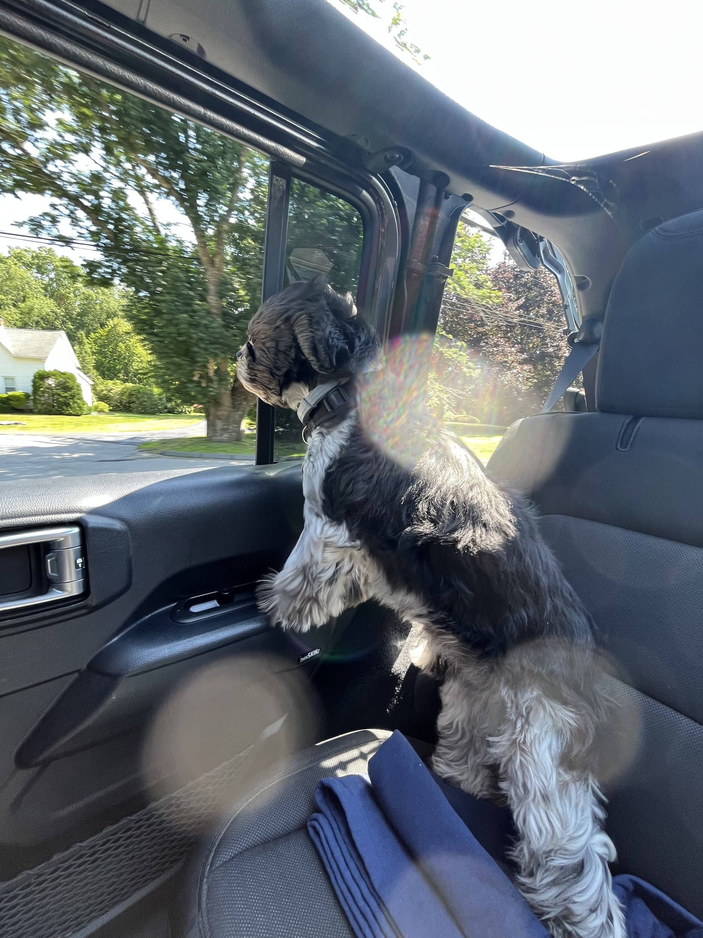 Jeep Wrangler JL Jeep Dog pics 29238B5A-41A3-4F4E-853C-5E712222EC97