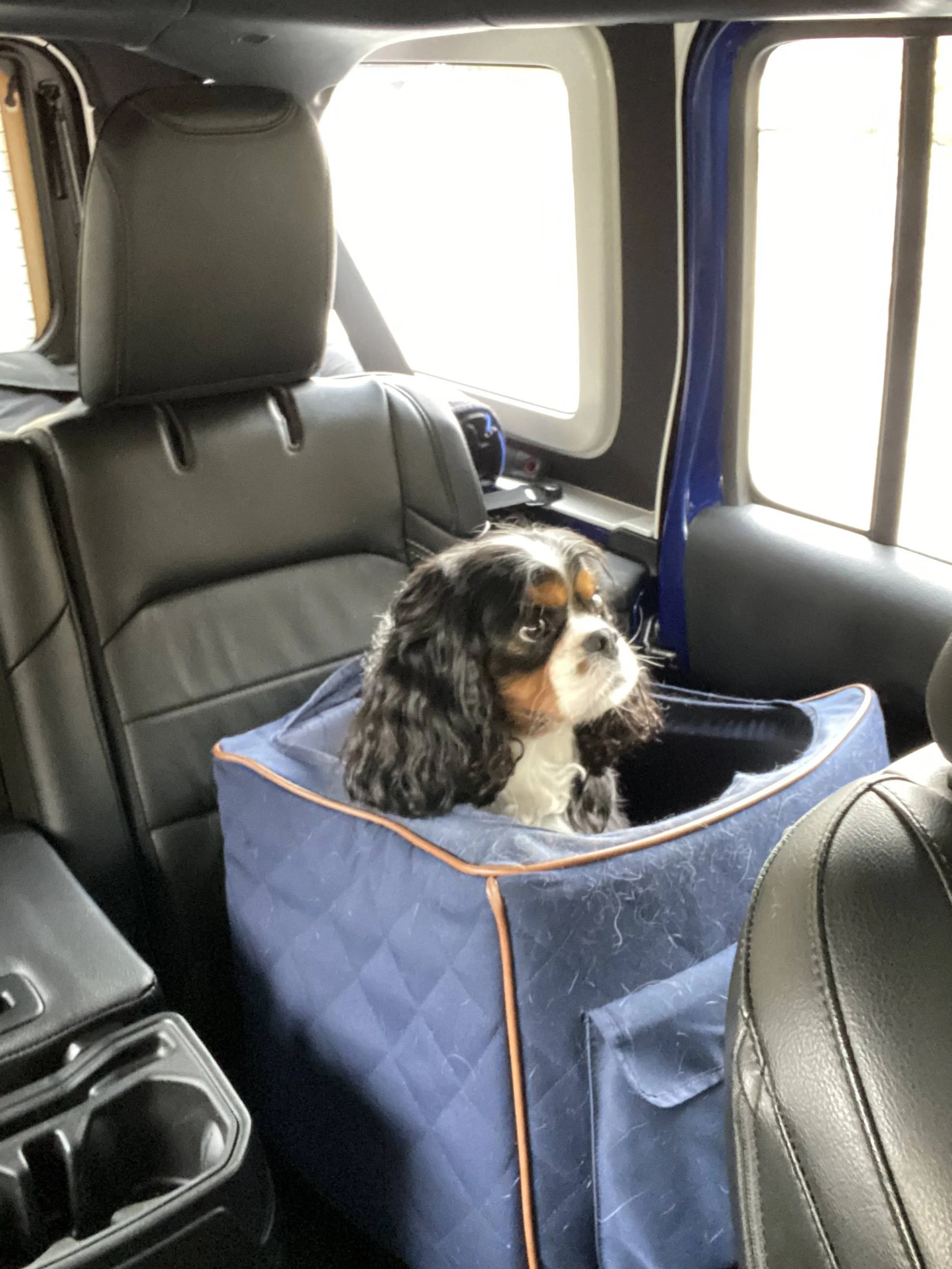 Jeep Wrangler JL Dog Harness or Tether Recommendations AF45B187-A3D4-44DF-8B0F-0A5703CCC281