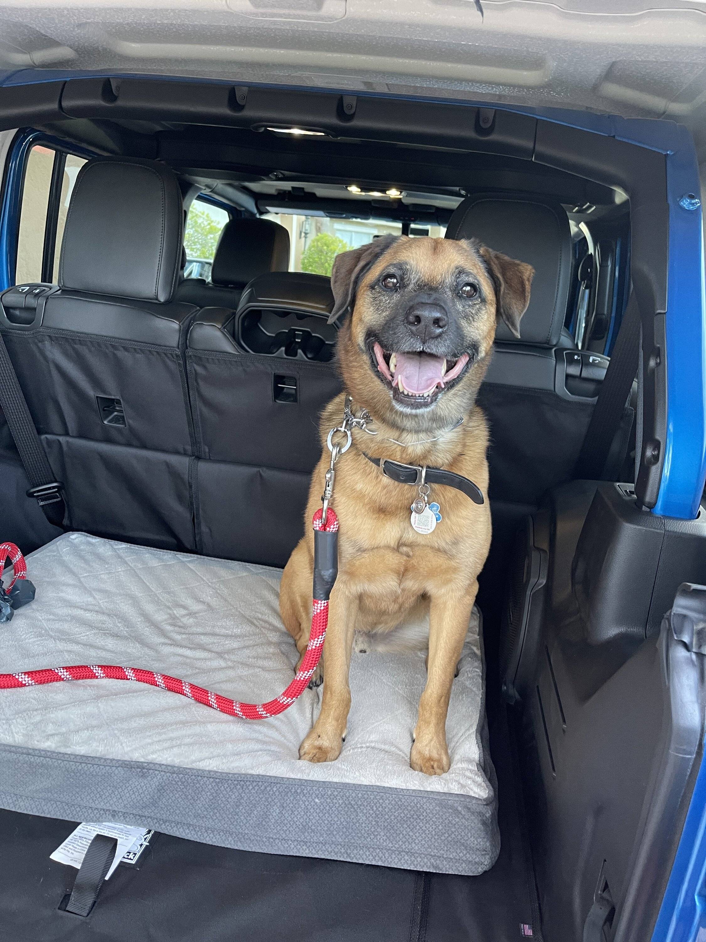 Jeep Wrangler JL Dog Harness or Tether Recommendations AC929622-903D-4DD4-9C1E-61B5F17B0ADC