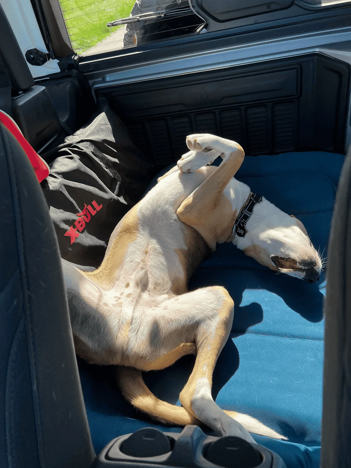 Jeep Wrangler JL Jeep Dog pics 1658842580272