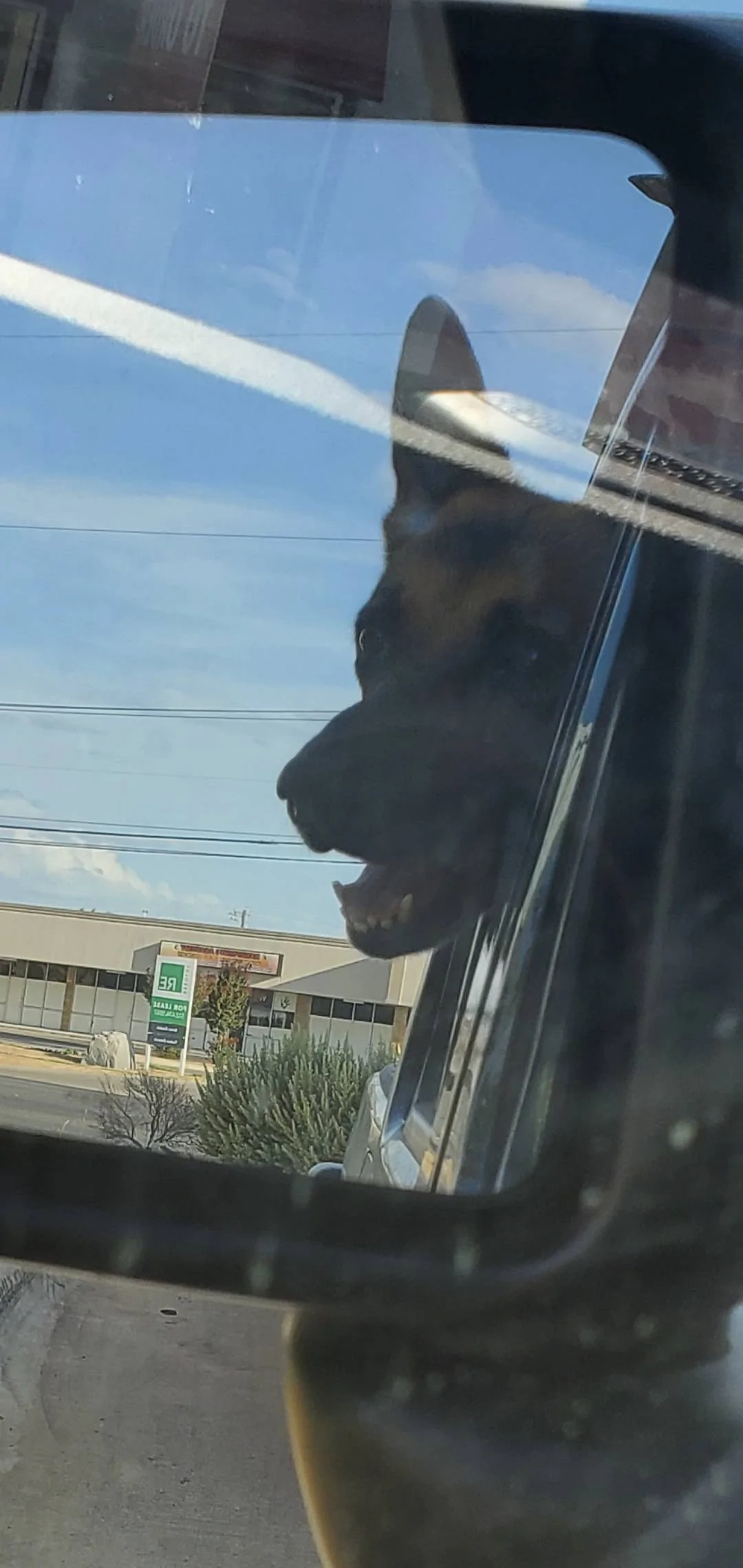 Jeep Wrangler JL Jeep Dog pics Screenshot_20220807-190435_Gallery