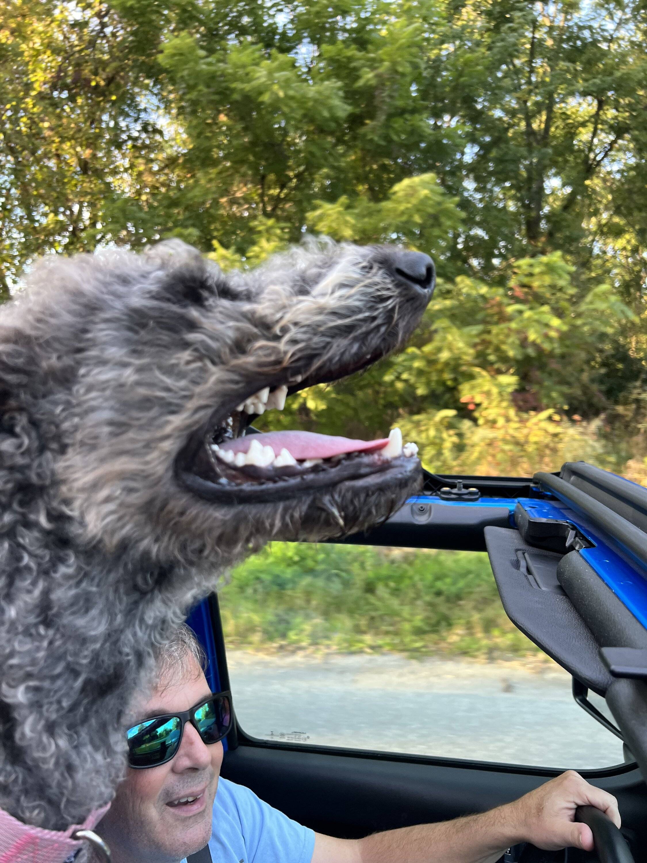 Jeep Wrangler JL Jeep Dog pics 1EEF4855-A819-4F5C-B247-FECCA238E8EF