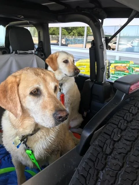 dogs.webp