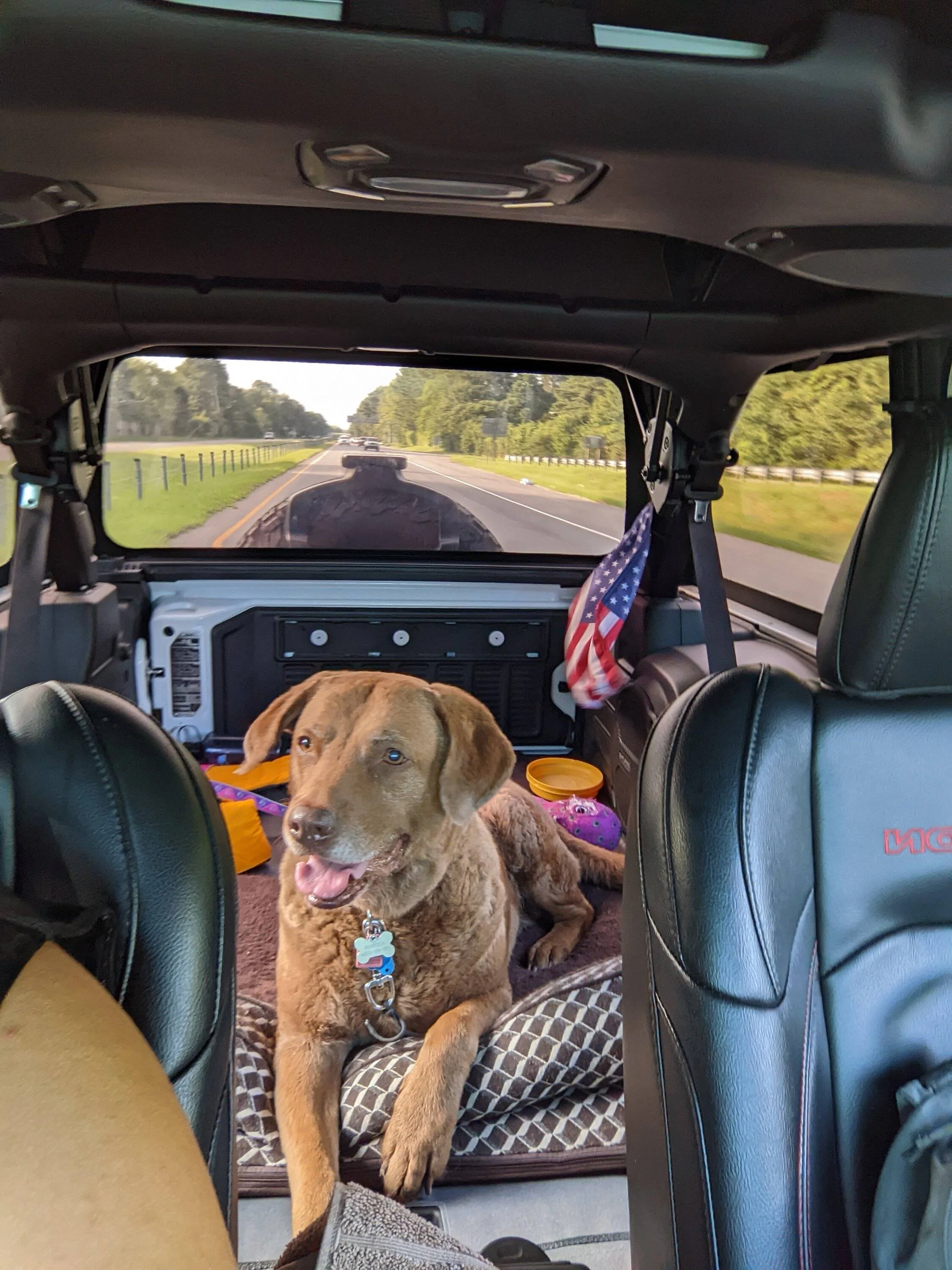 Jeep Wrangler JL Dog Harness or Tether Recommendations PXL_20220806_114829553.MP