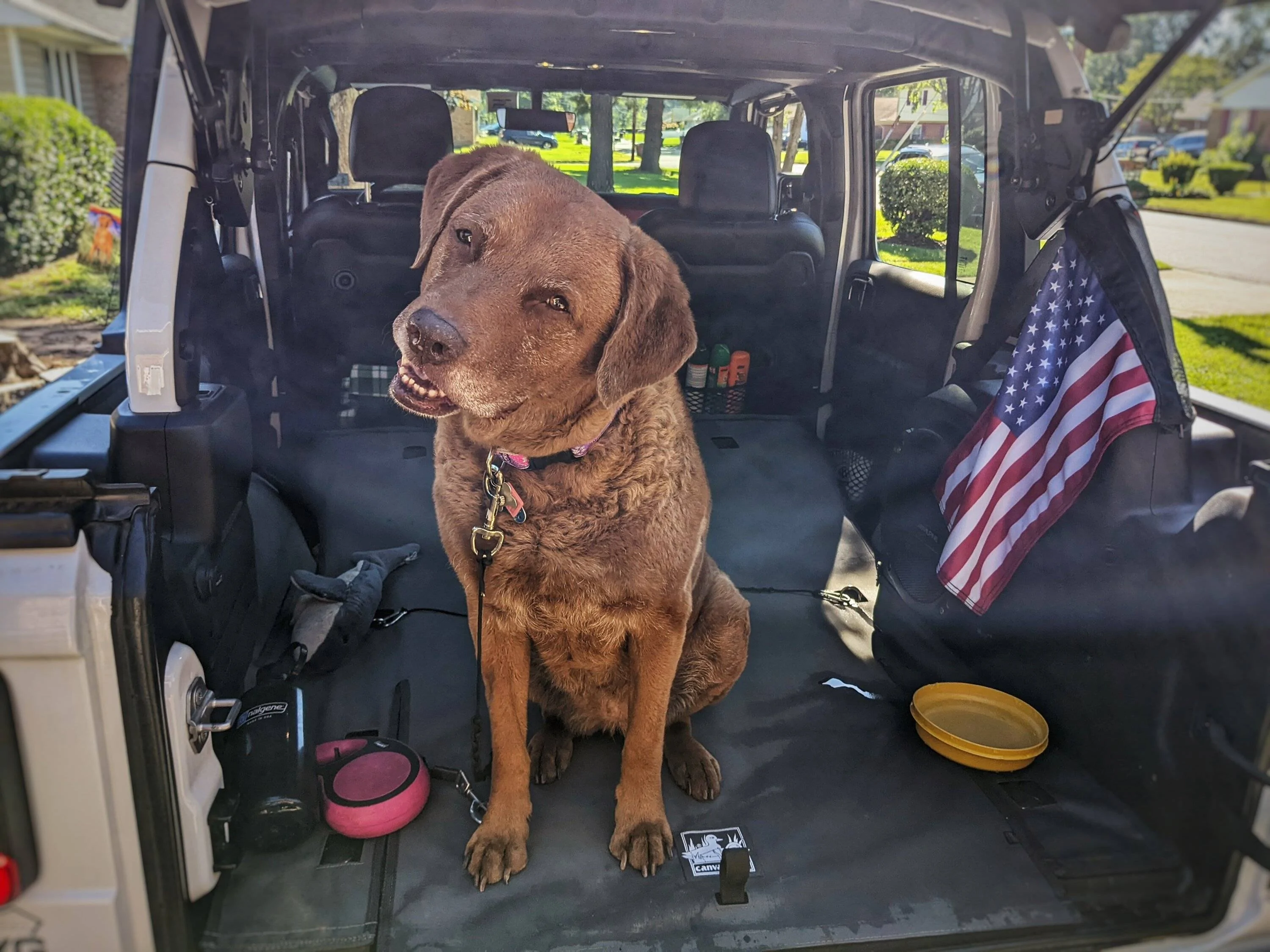 Jeep Wrangler JL Dog Harness or Tether Recommendations PXL_20220813_134430715.MP-01
