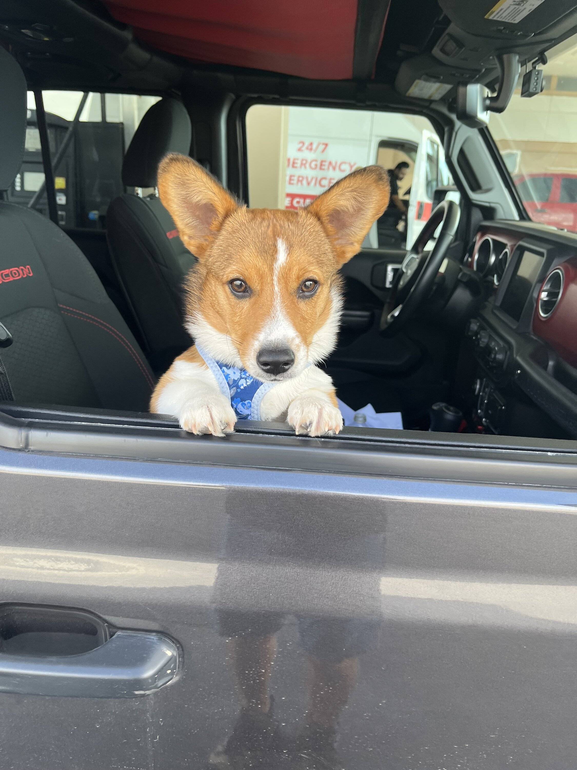 Jeep Wrangler JL Jeep Dog pics 1661443463958