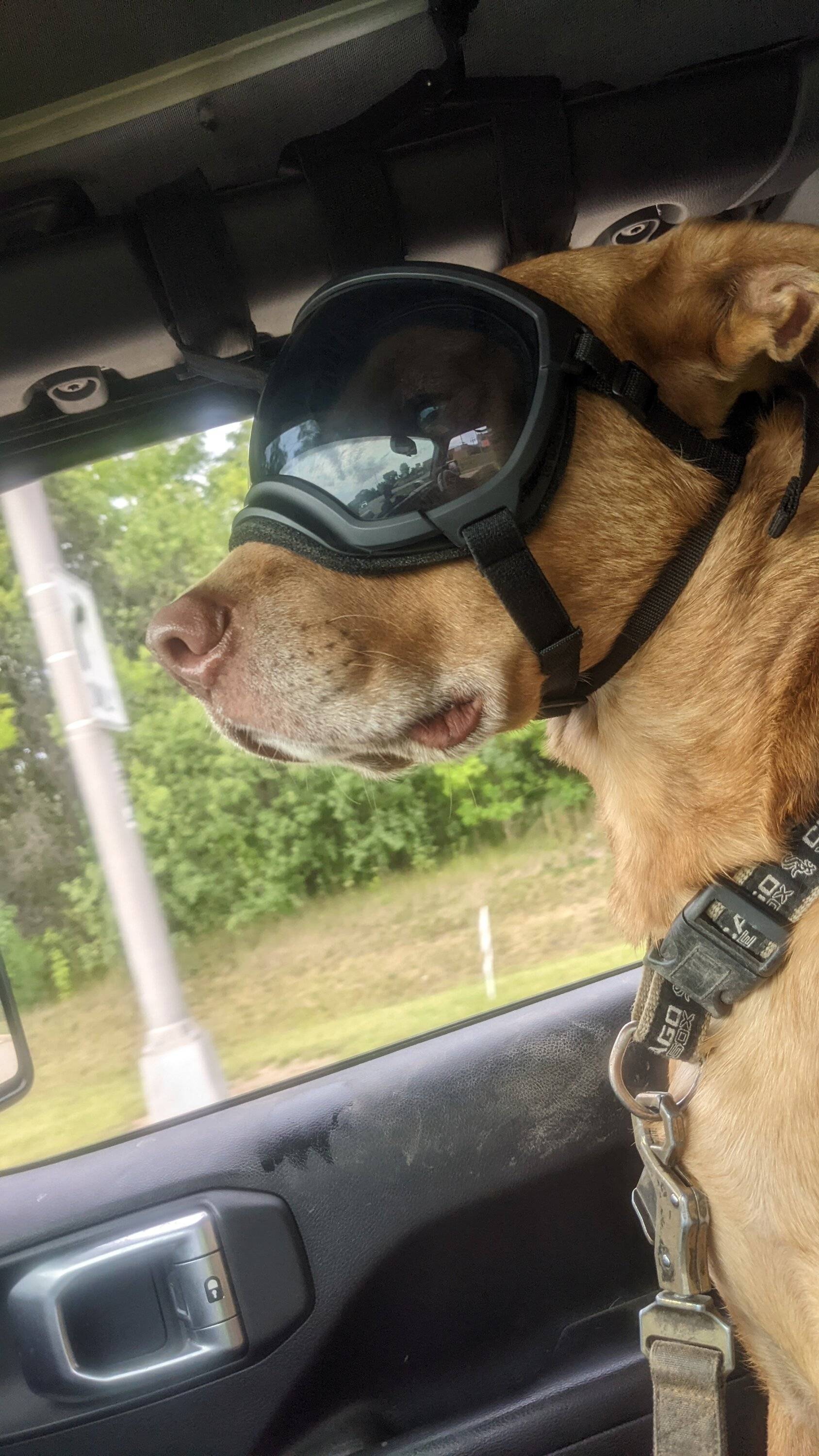 Jeep Wrangler JL Jeep Dog pics PXL_20220813_210709341.MP