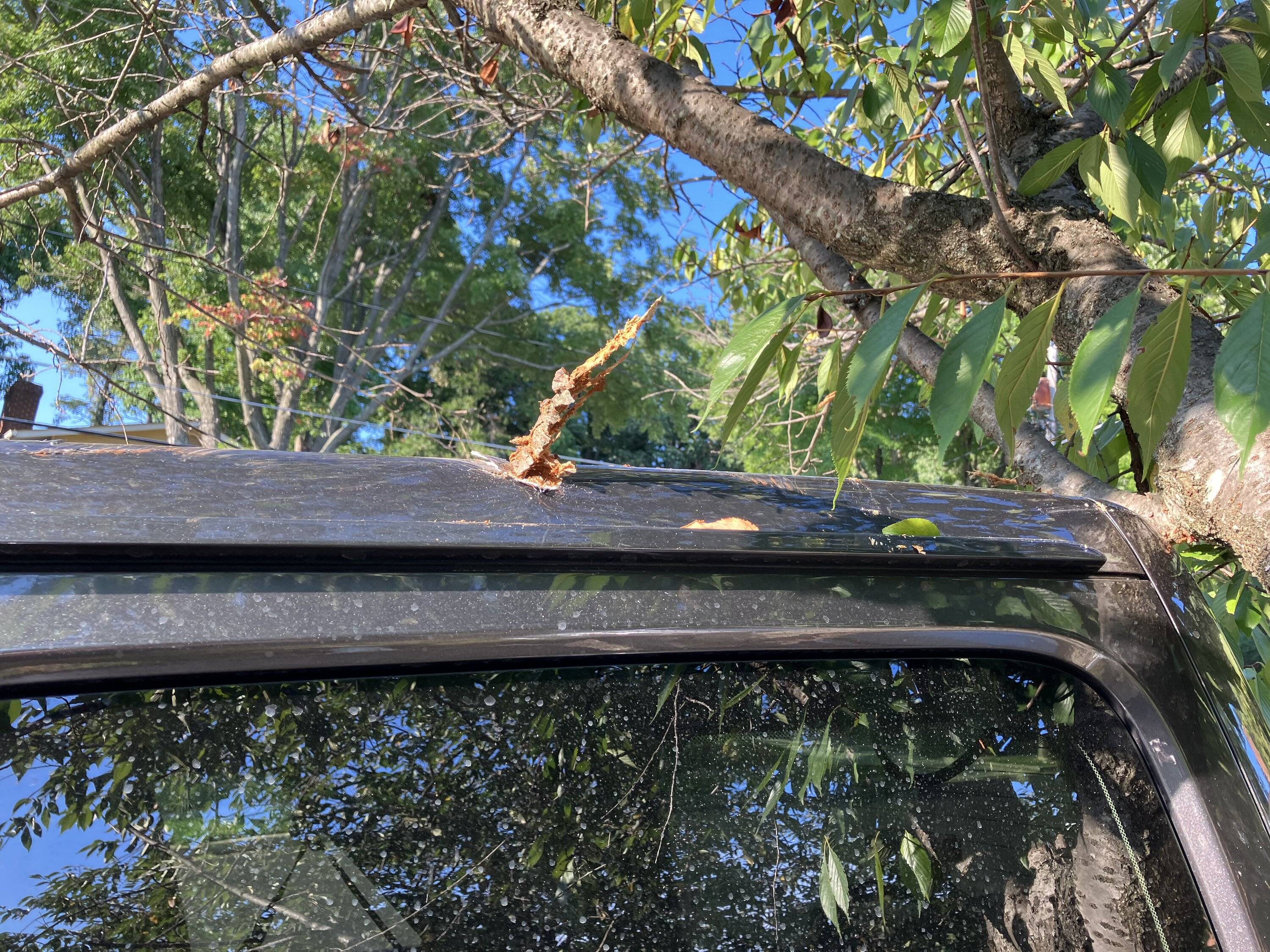 Jeep Wrangler JL Ouch, it really does sting! 91B16C31-F03F-4532-ADA6-D399ECC2CA69