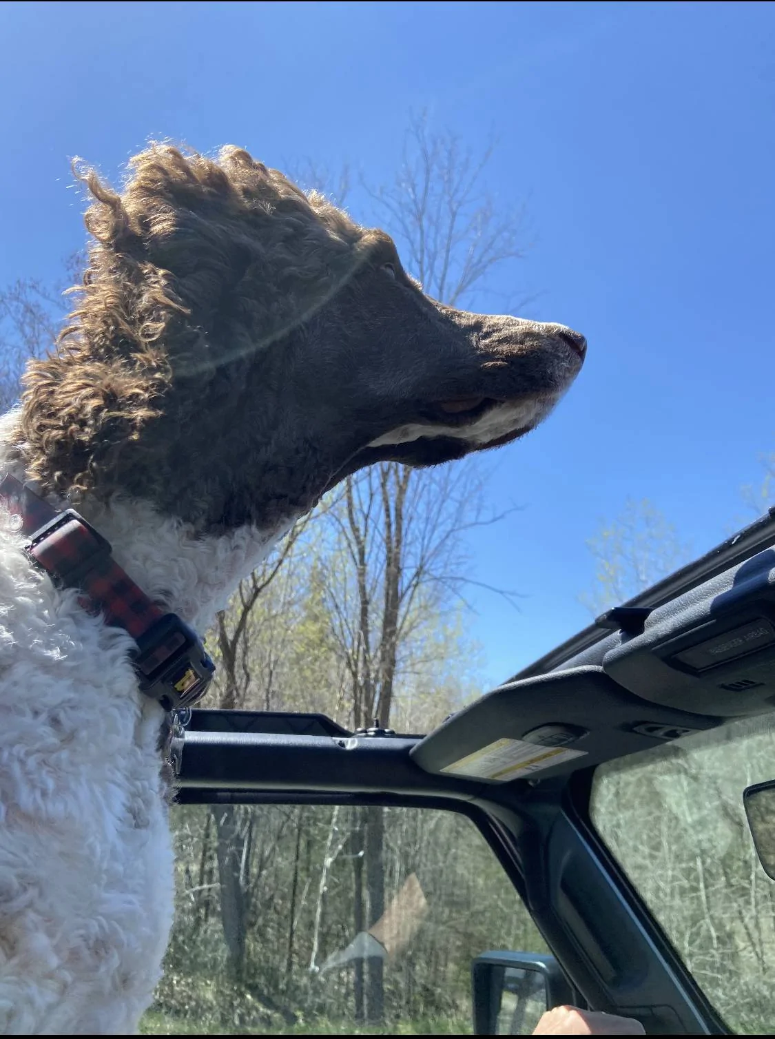 Jeep Wrangler JL Jeep Dog pics 2DEF5FCB-FBBD-4C63-937F-51AE57F55DB2