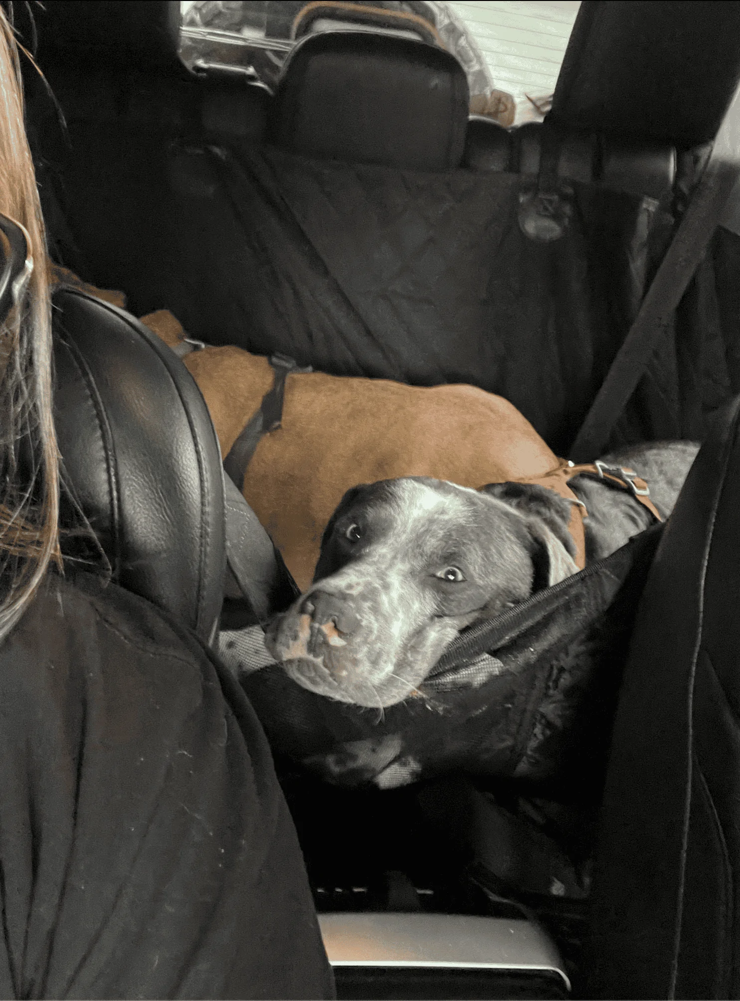 Jeep Wrangler JL Jeep Dog pics 1662853756033
