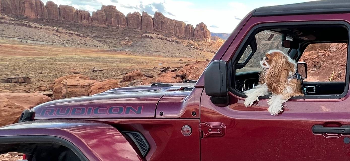 Jeep Wrangler JL Jeep Dog pics 4FA8D301-76DE-45AF-A086-316FF35B4E88