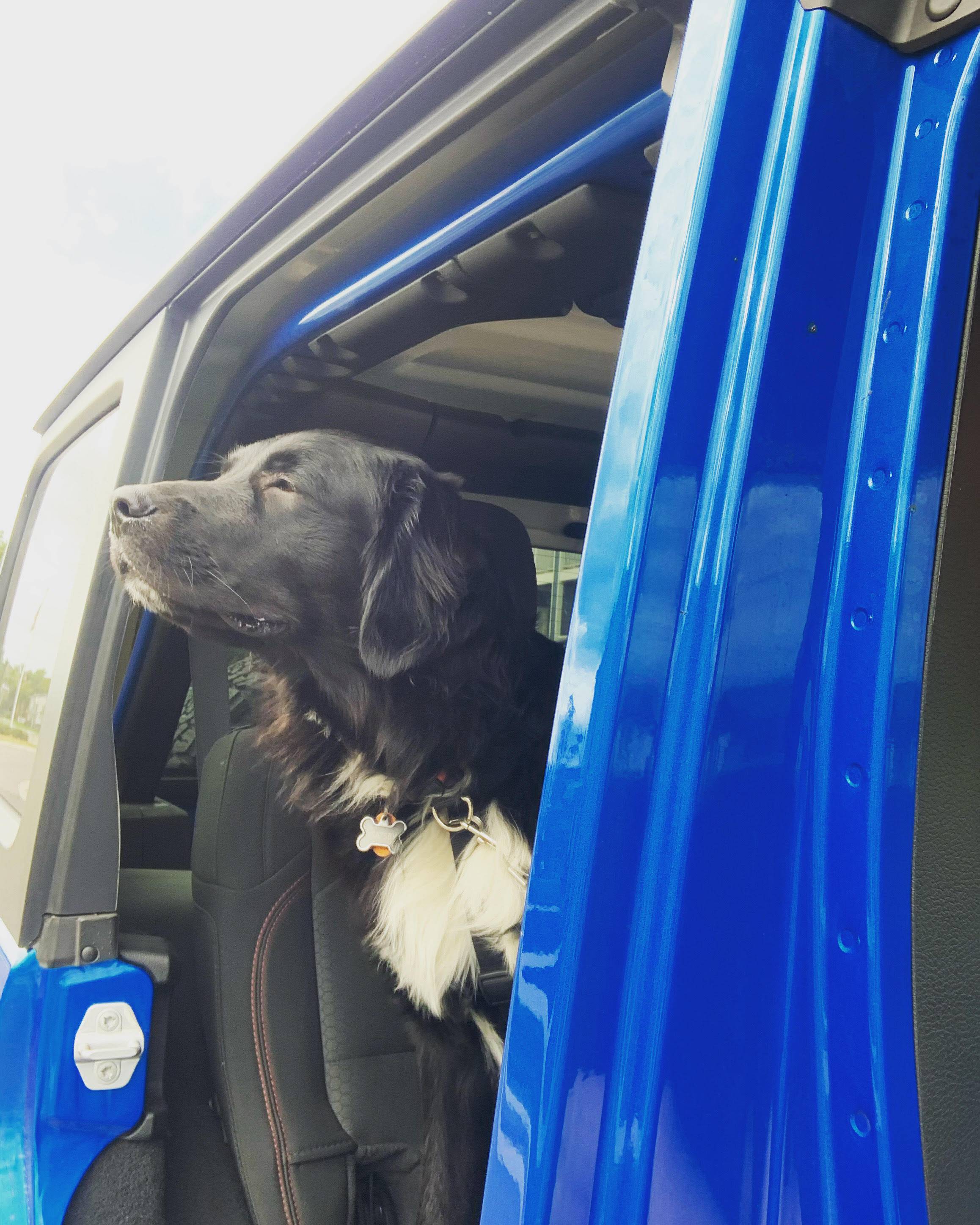 Jeep Wrangler JL Jeep Dog pics jeep do