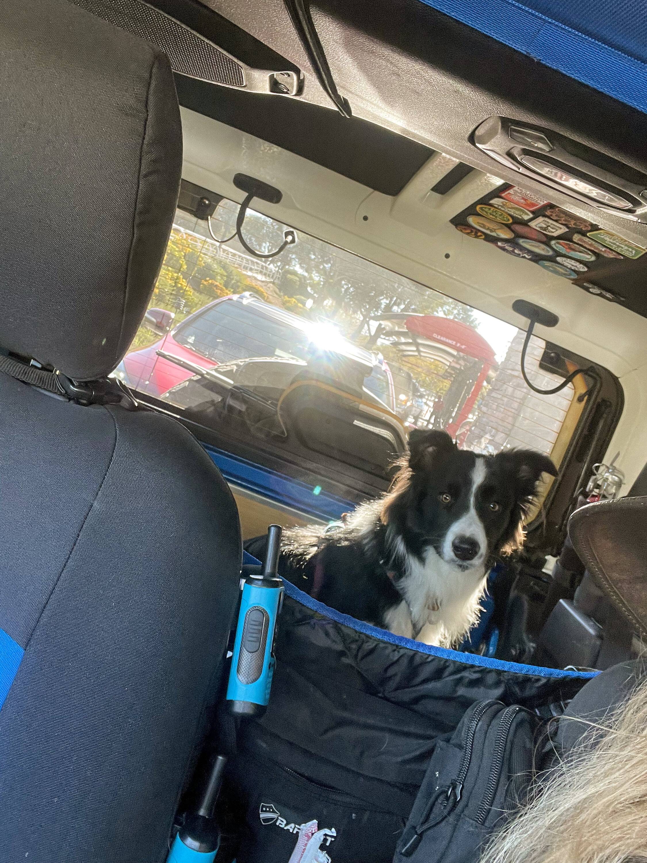 Jeep Wrangler JL Jeep Dog pics IMG_1669
