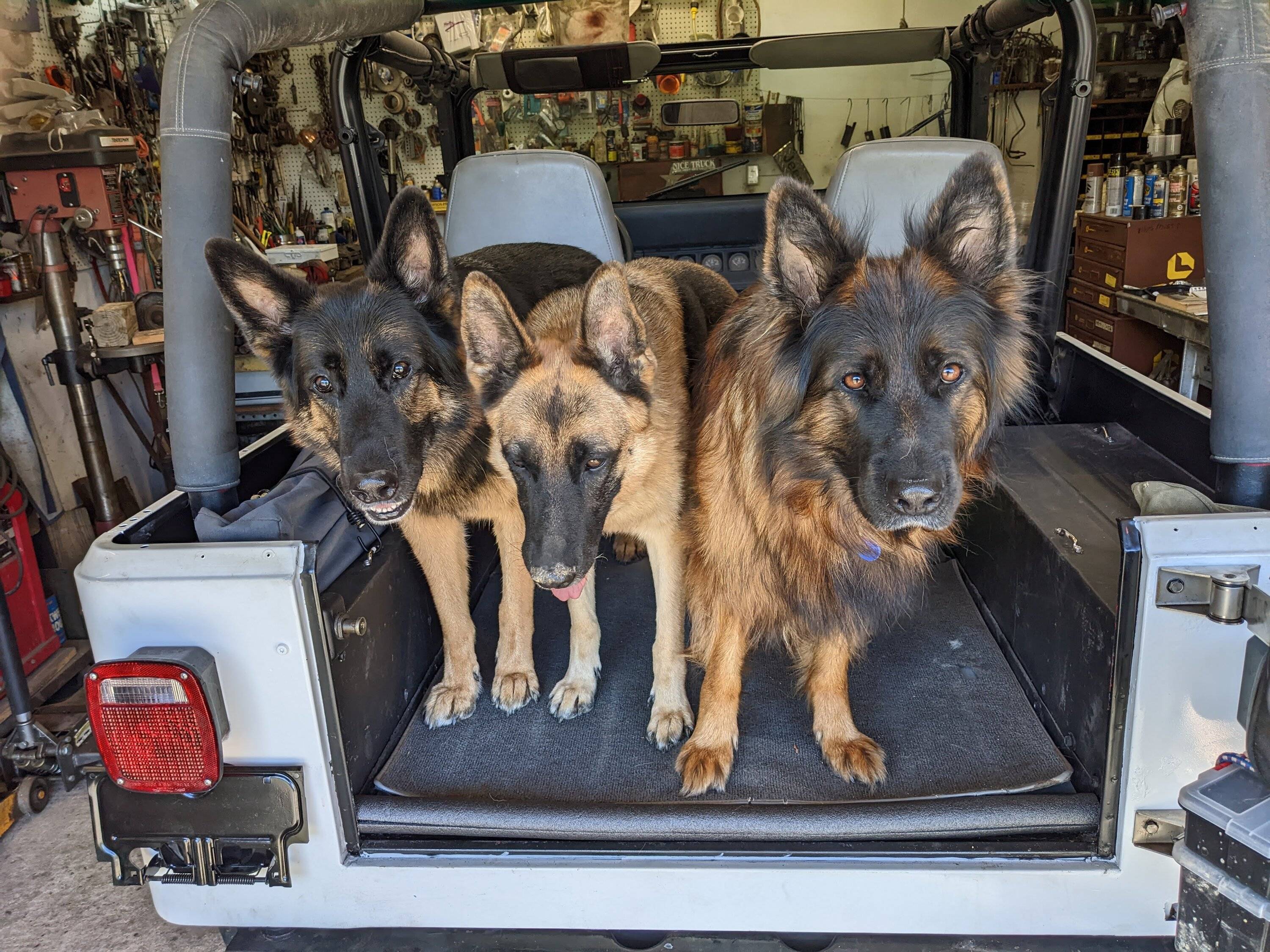 Jeep Wrangler JL Jeep Dog pics PXL_20220923_201957227.MP