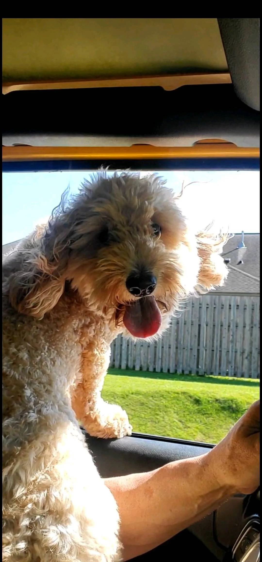 Jeep Wrangler JL Jeep Dog pics Screenshot_20220929-061039_Amazon Photos
