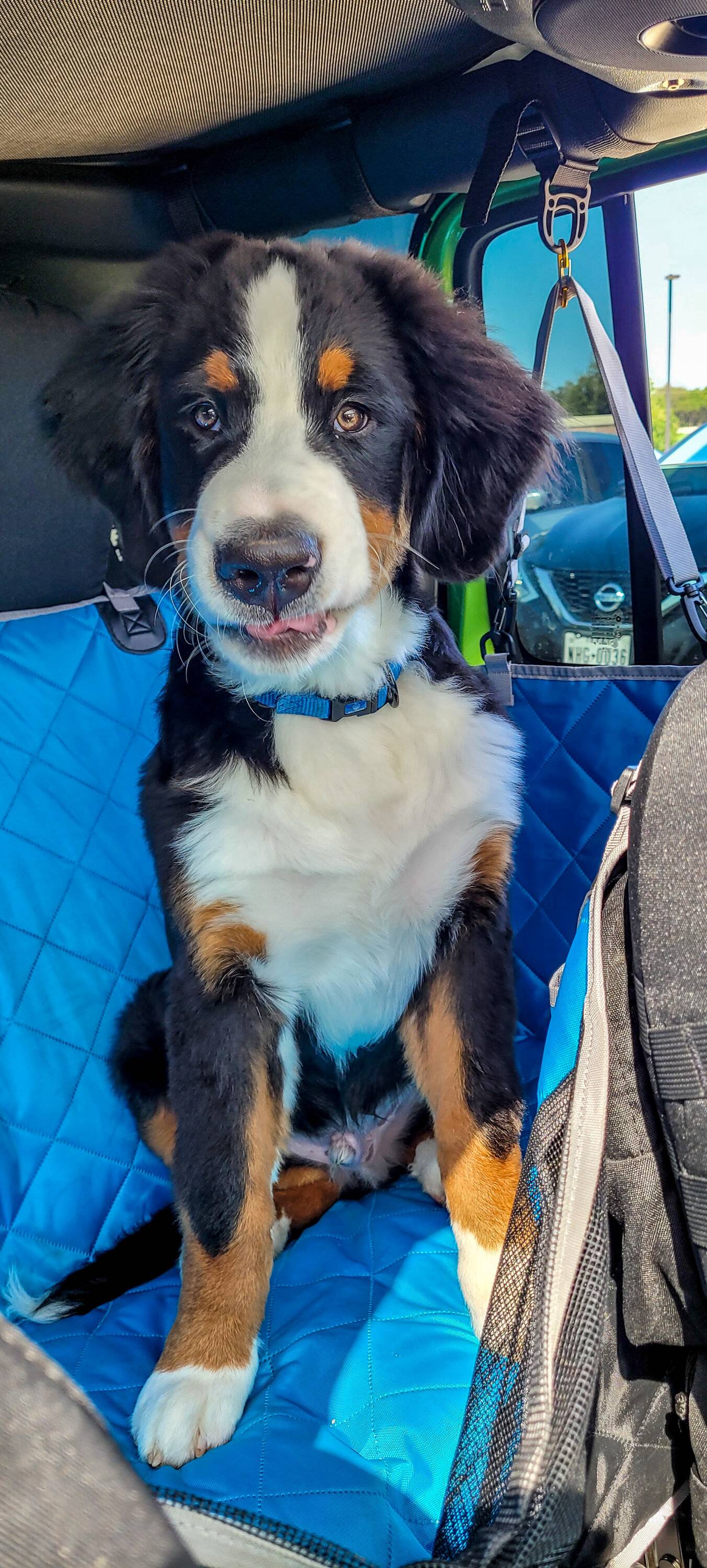 Jeep Wrangler JL Jeep Dog pics 20220911_153751