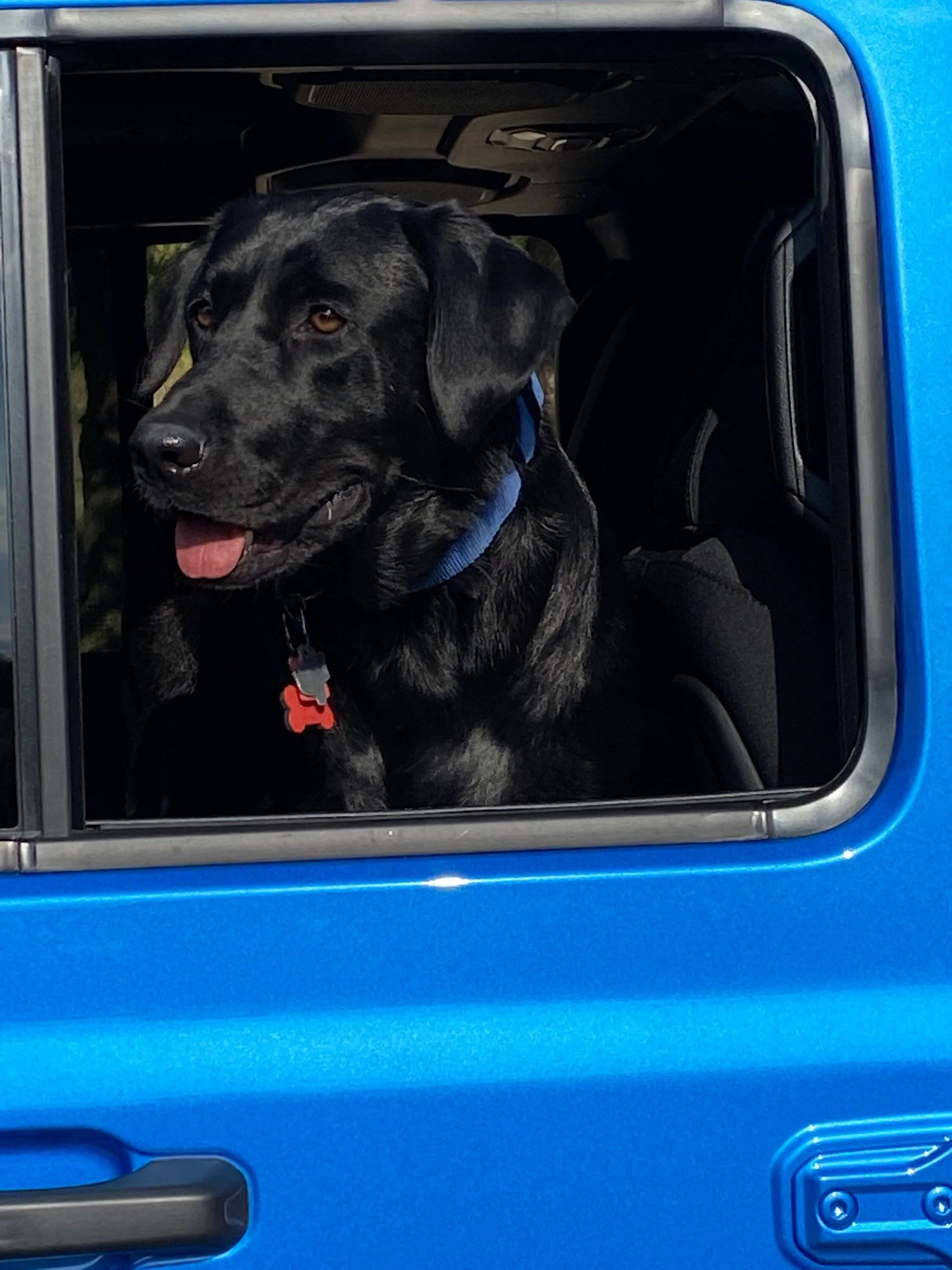 Jeep Wrangler JL Jeep Dog pics A9536D9B-AB14-4AAF-8B16-B58E4A03311D