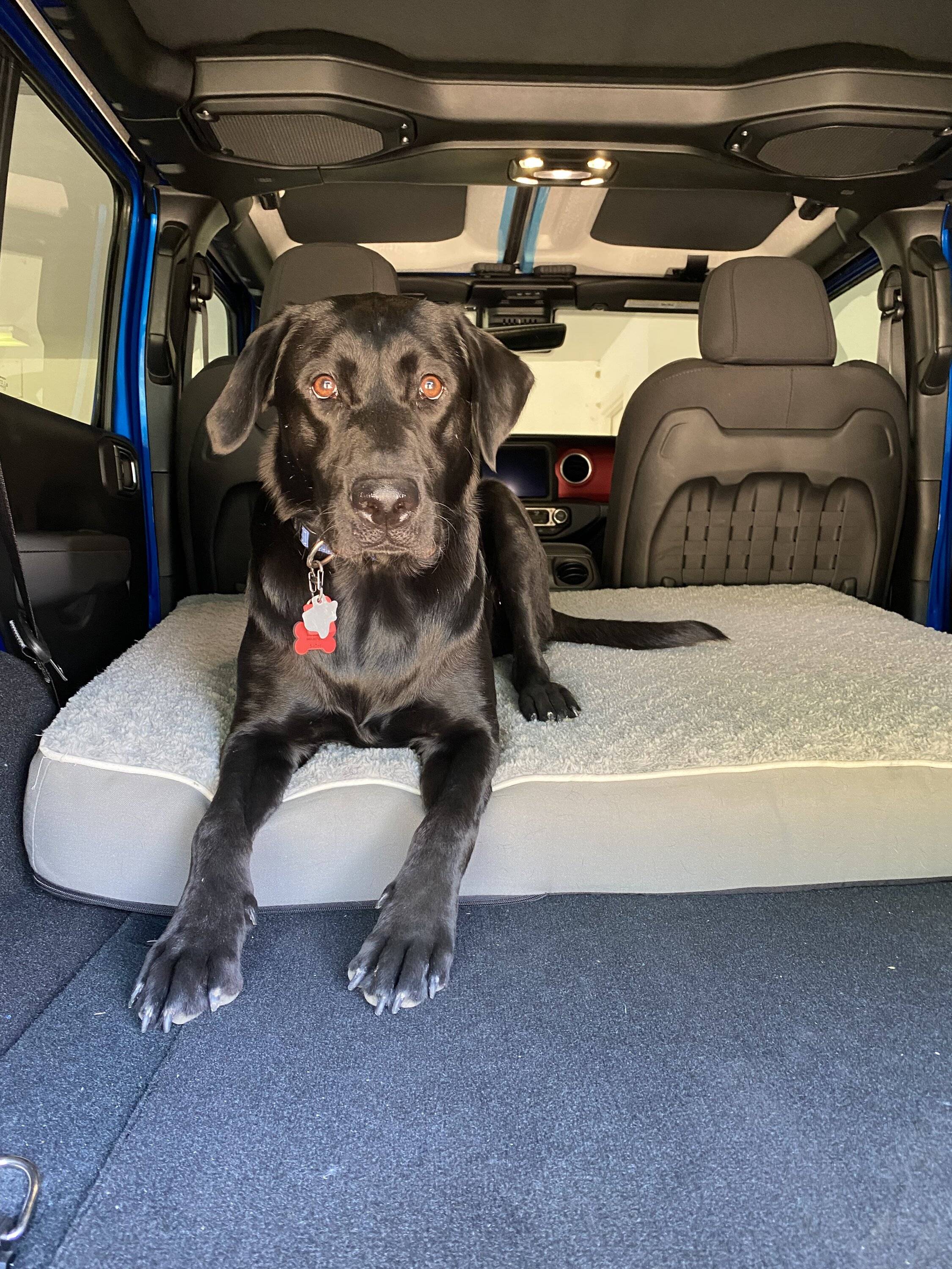 Jeep Wrangler JL Jeep Dog pics 16EDEE29-2AF9-42A0-A599-AE472147807A