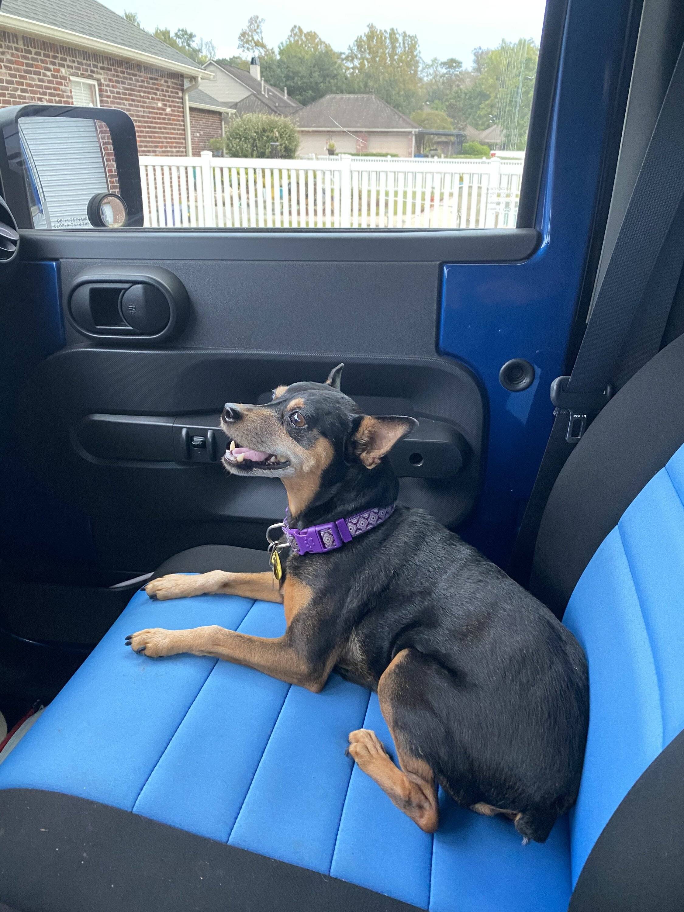 Jeep Wrangler JL Jeep Dog pics 1652A4F2-B839-4E45-9A79-05A9AC34F03F