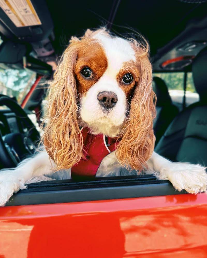 Jeep Wrangler JL Jeep Dog pics 97614A83-CCF6-4E85-849D-B0F9C80C0B11