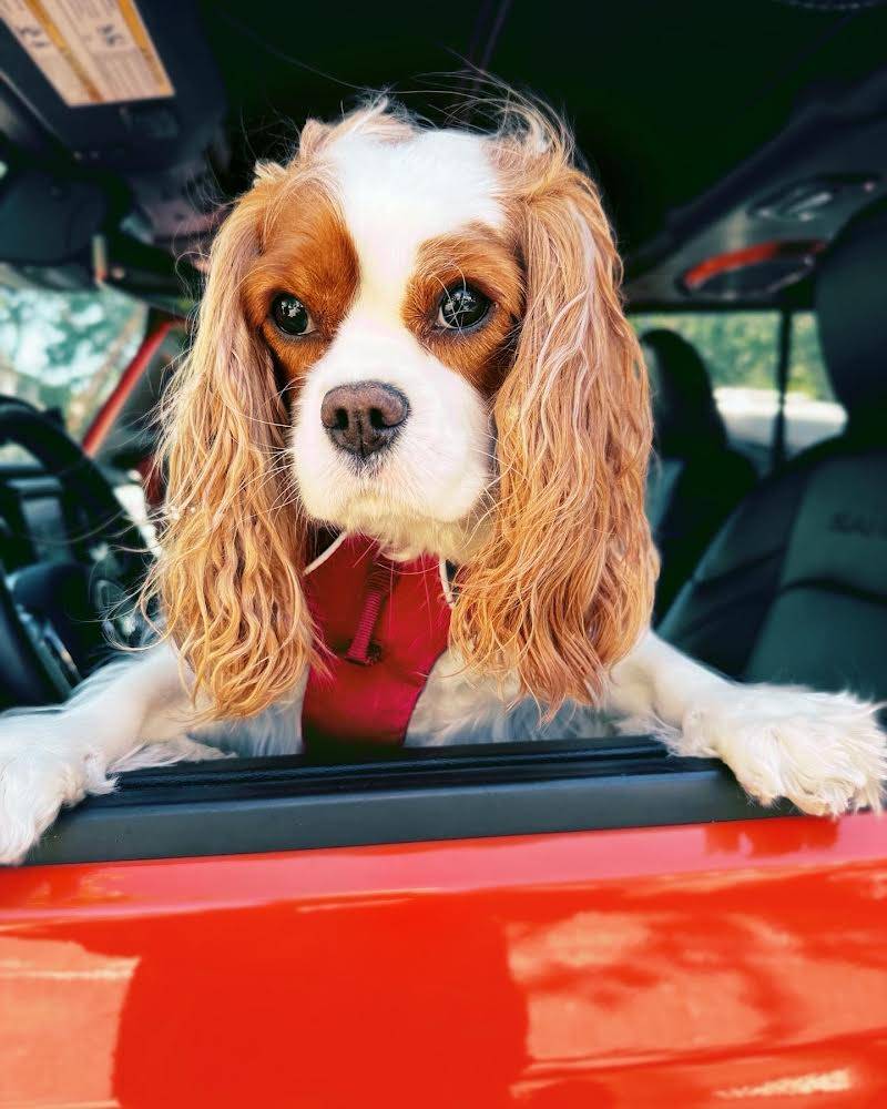 Jeep Wrangler JL Jeep Dog pics C3A1C00D-C972-41D9-BFED-375BB6C37D18