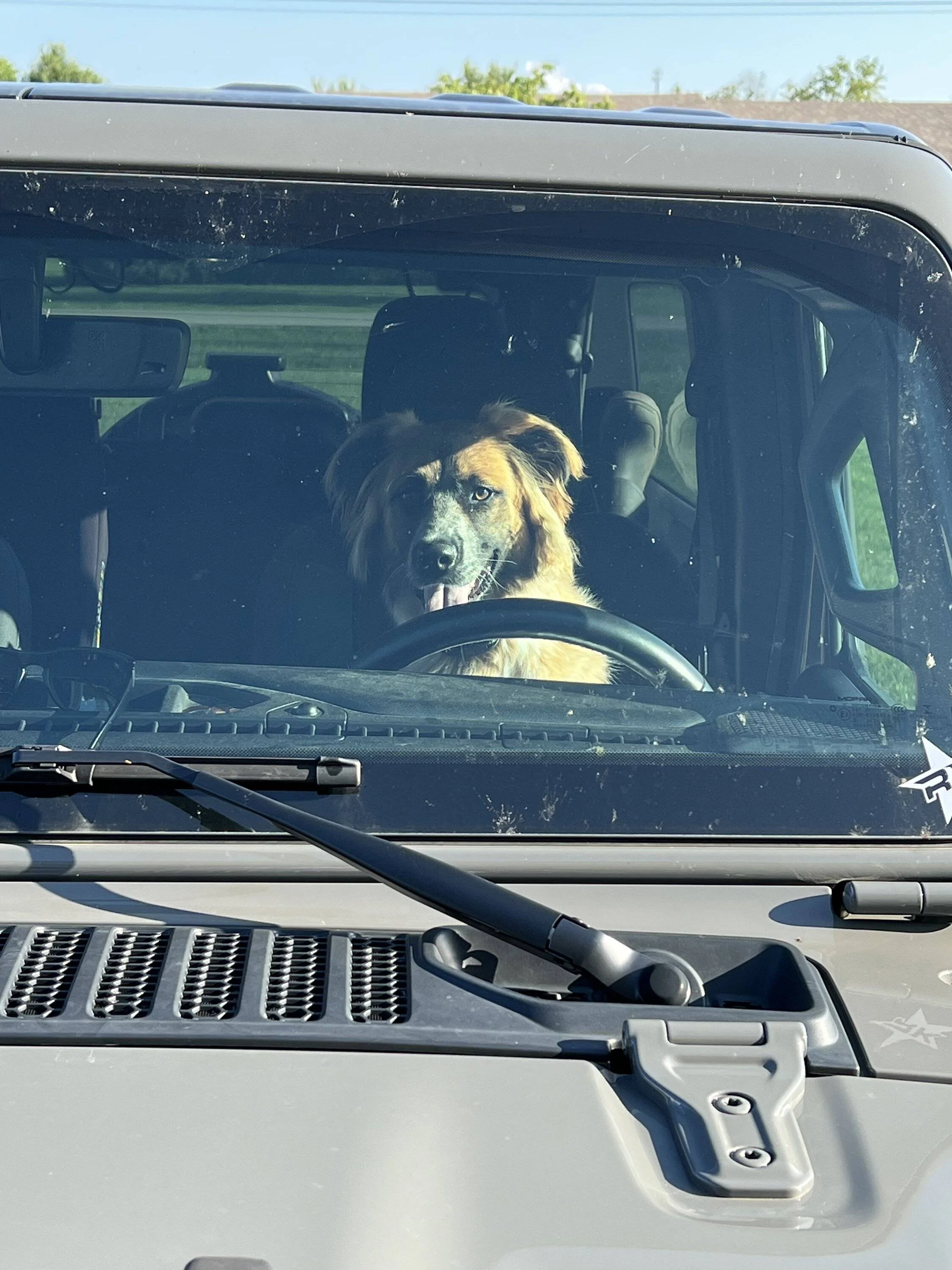 Jeep Wrangler JL Jeep Dog pics D13D23F8-B0B9-4059-9E3D-7A47B801E231