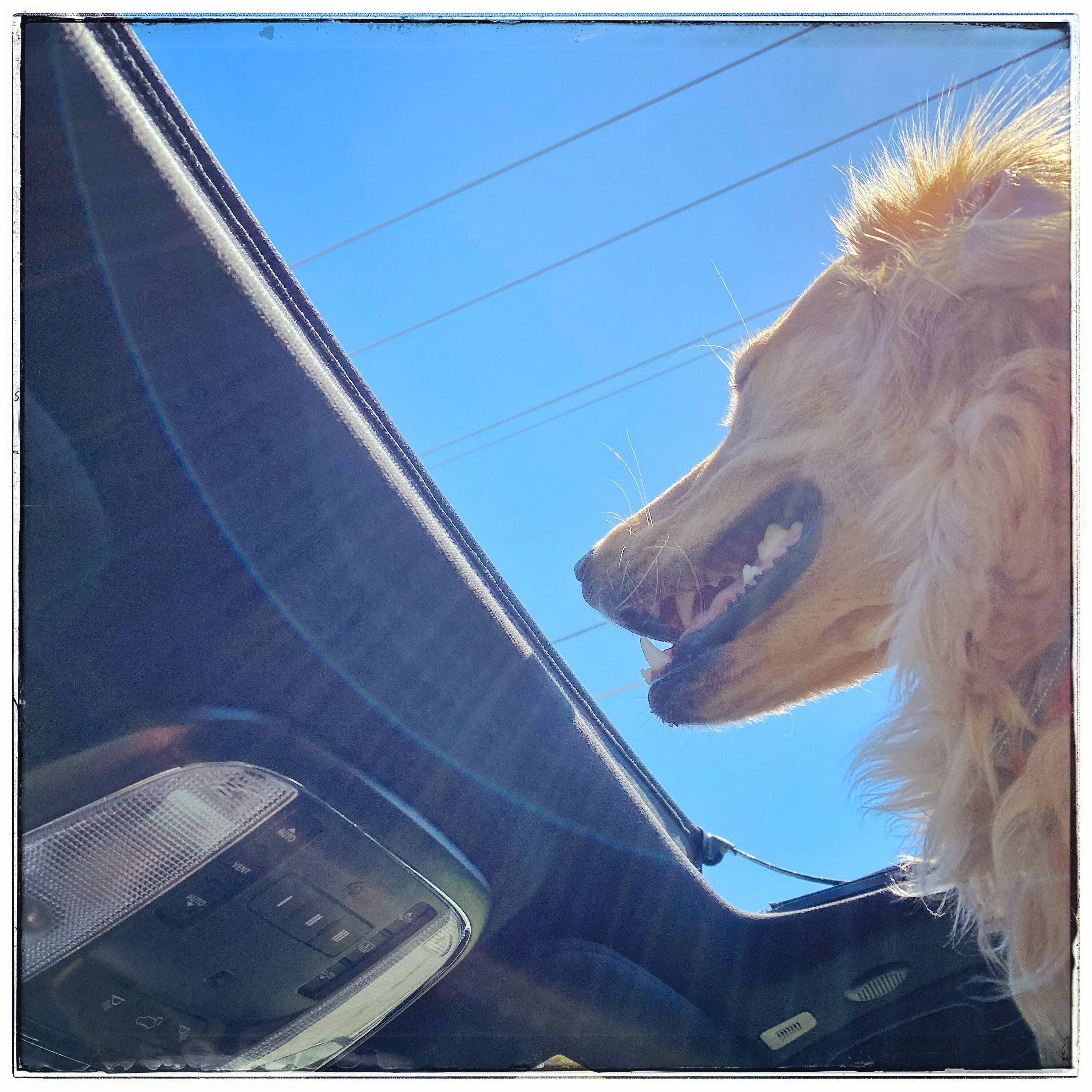 Jeep Wrangler JL Jeep Dog pics D2693451-C2EB-4C6F-8A8B-EA307956508F