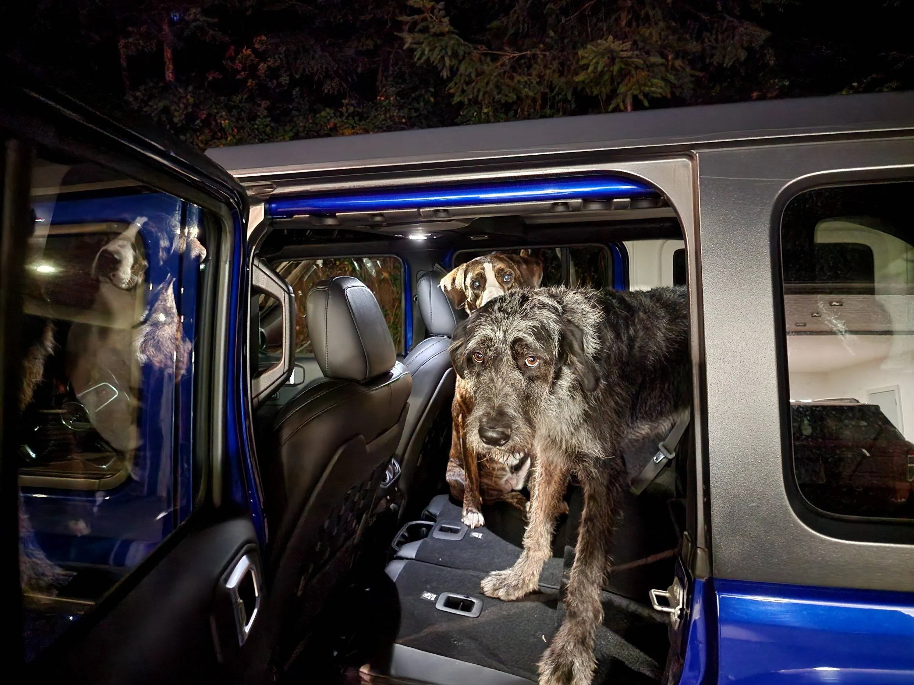 Jeep Wrangler JL Jeep Dog pics 20221026_184958