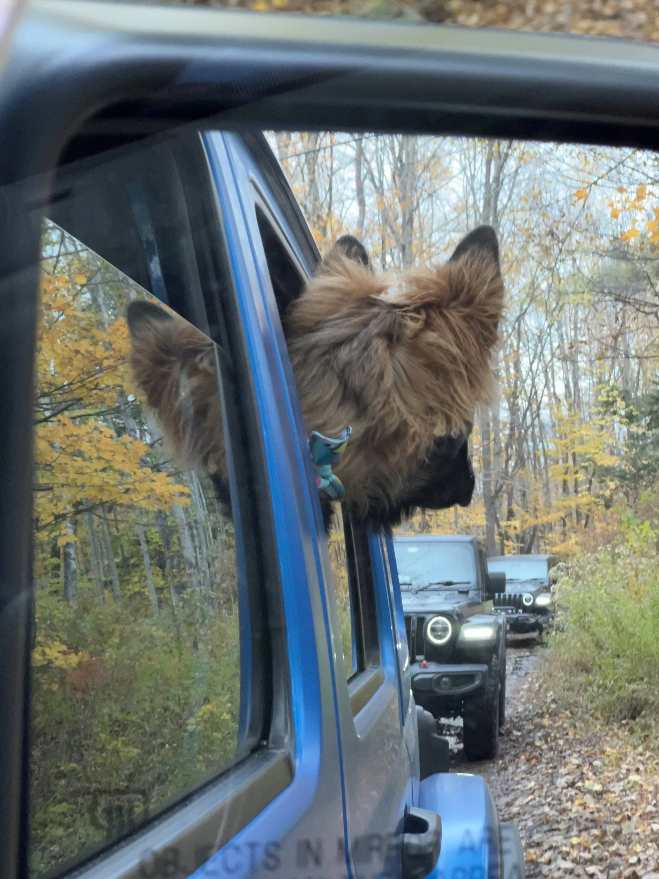 Jeep Wrangler JL Jeep Dog pics 7B887B78-02E3-47AB-A0EE-E1E47F3BAC79