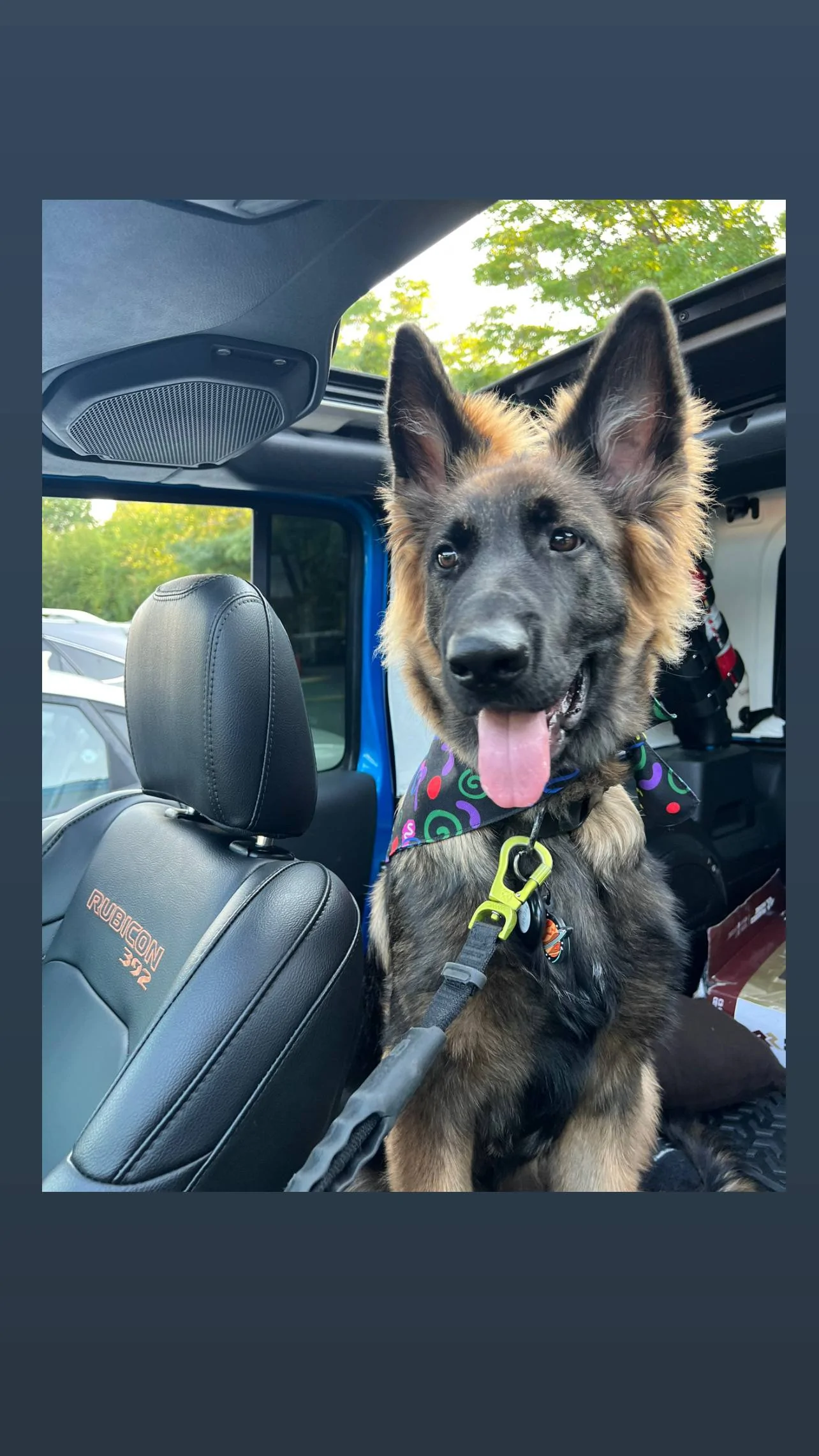 Jeep Wrangler JL Jeep Dog pics D81493E2-AA7A-4F9C-B4F2-4D6169AE25EE